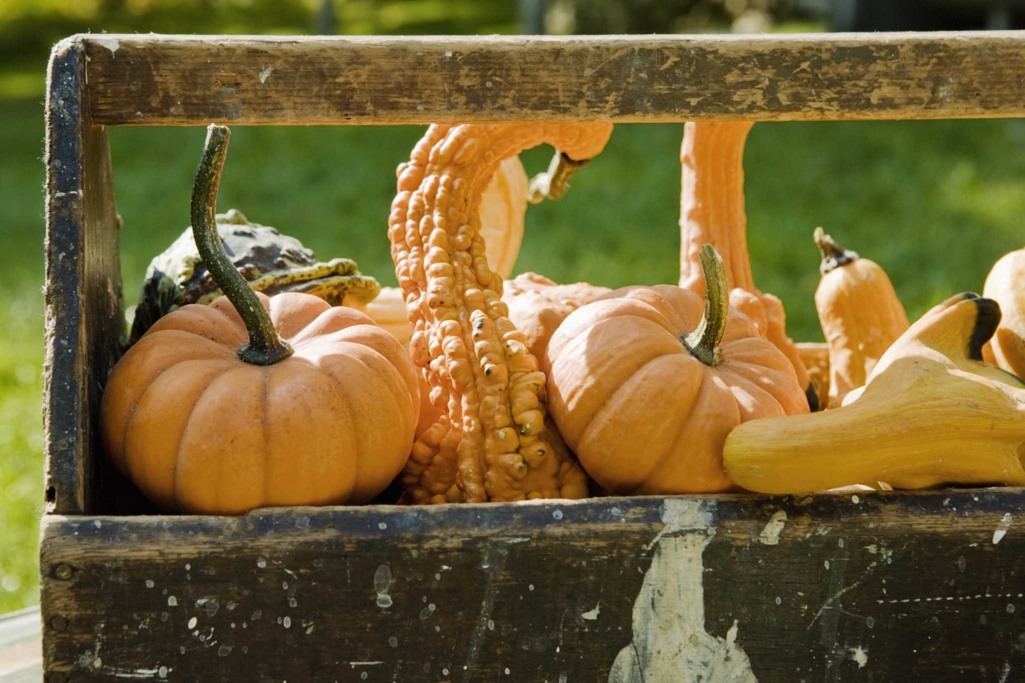 How to Hand Pollinate Gourds