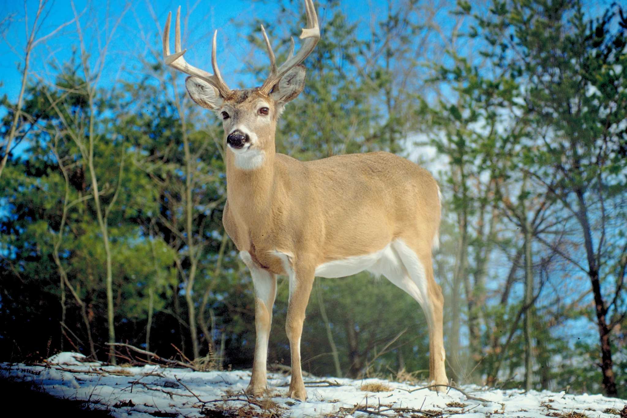 How to Hang a Deer Feeder from Two Trees