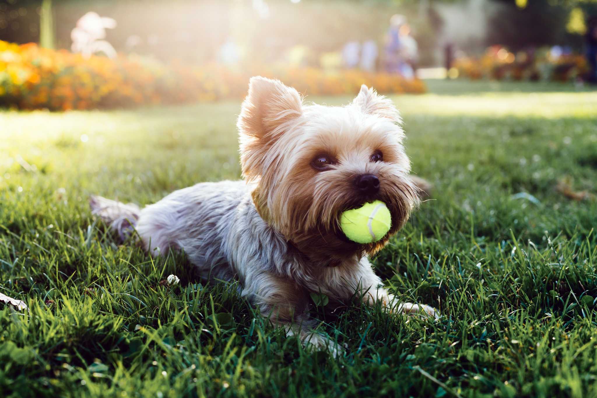 What Happens When A Dog Gets Too Much Fiber