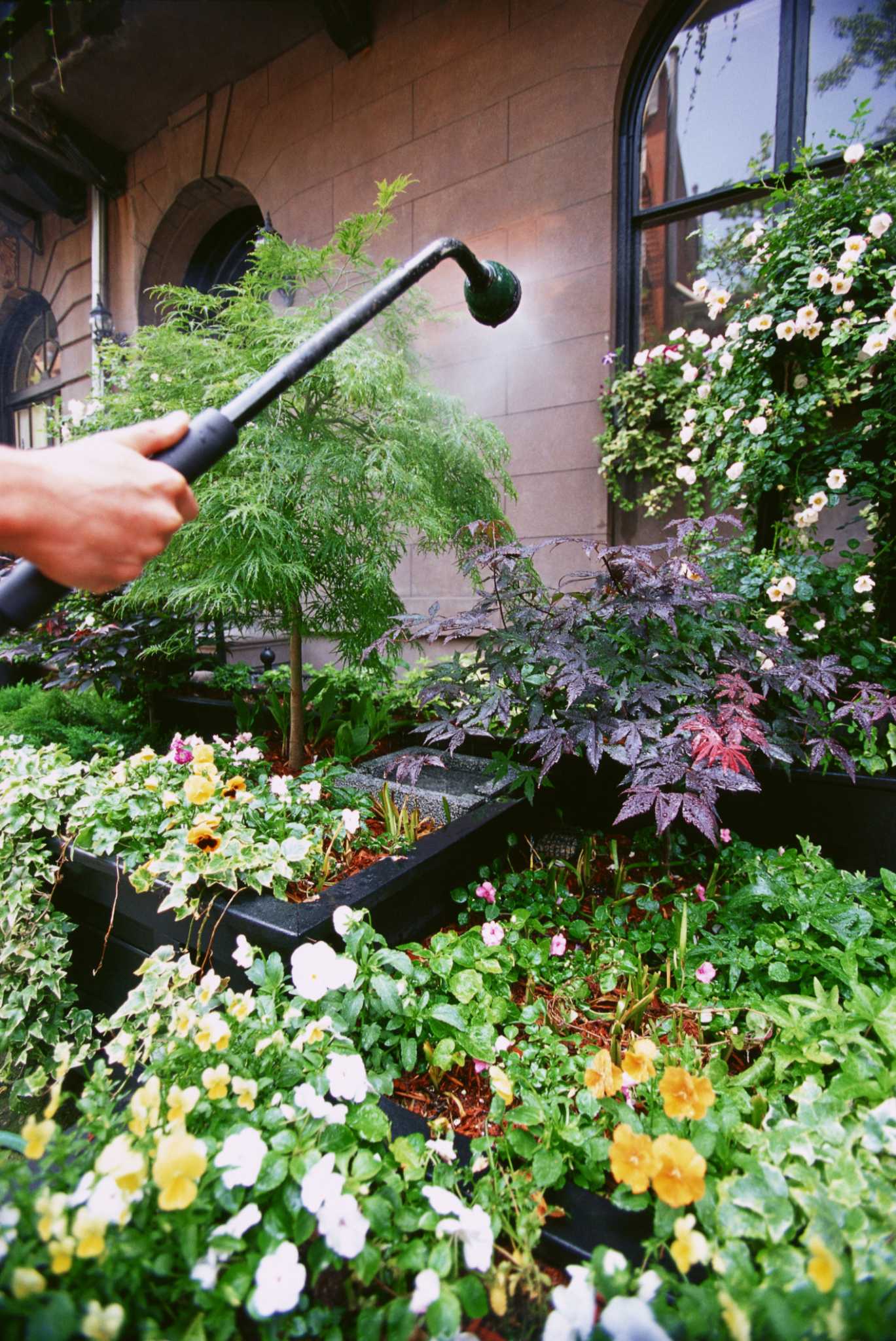 What Happens When You Overwater a Plant?