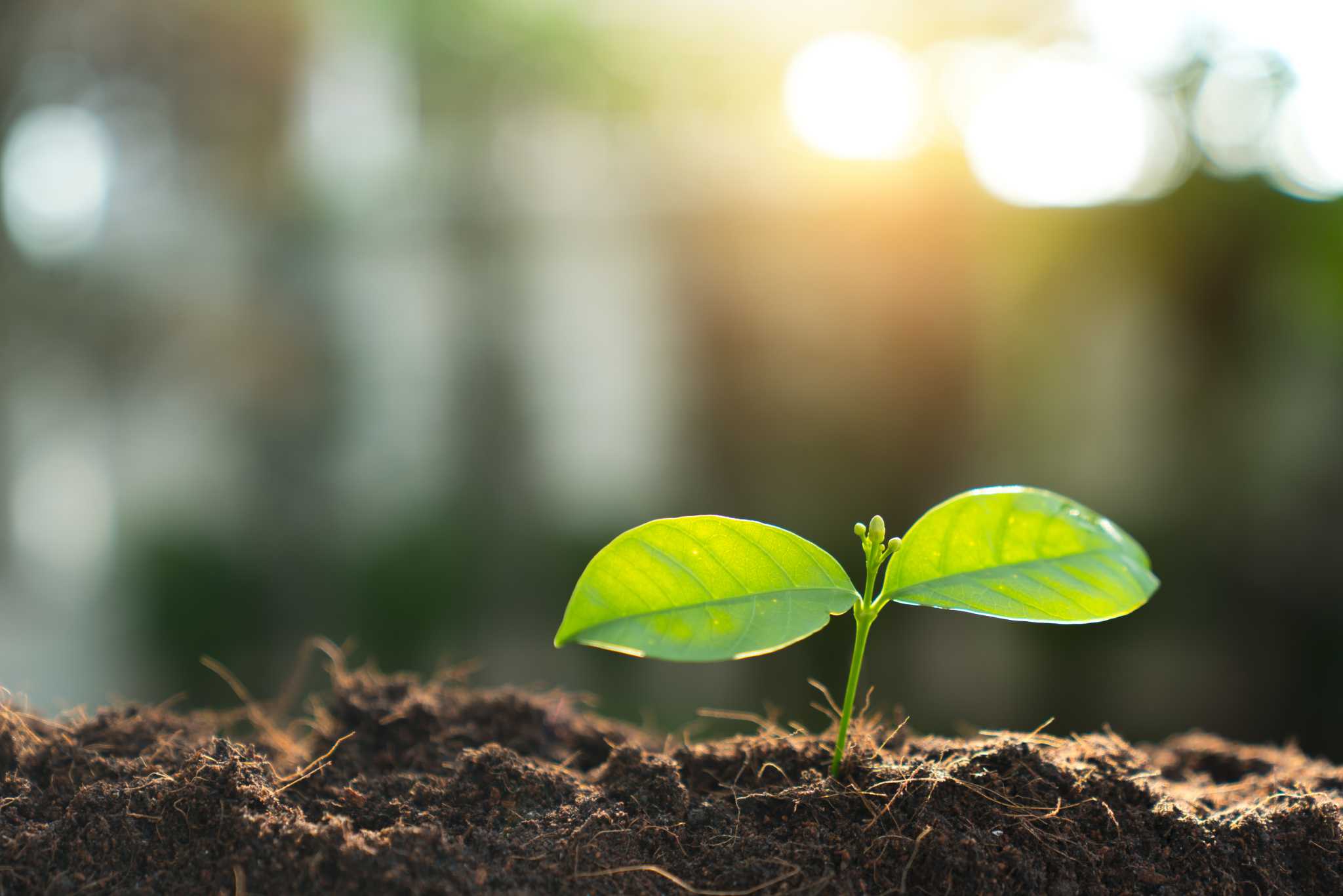 what-happens-when-you-spray-vinegar-on-plants