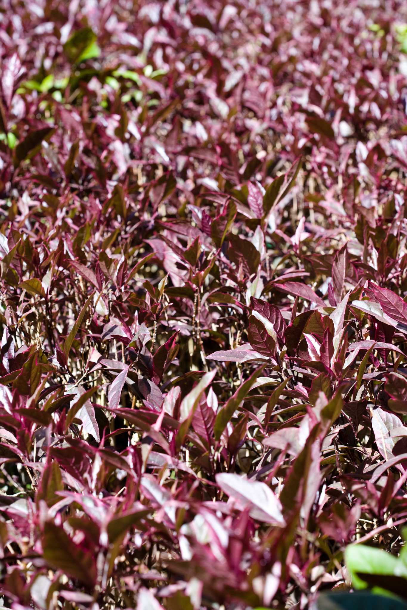 Purple Leaf Plants
