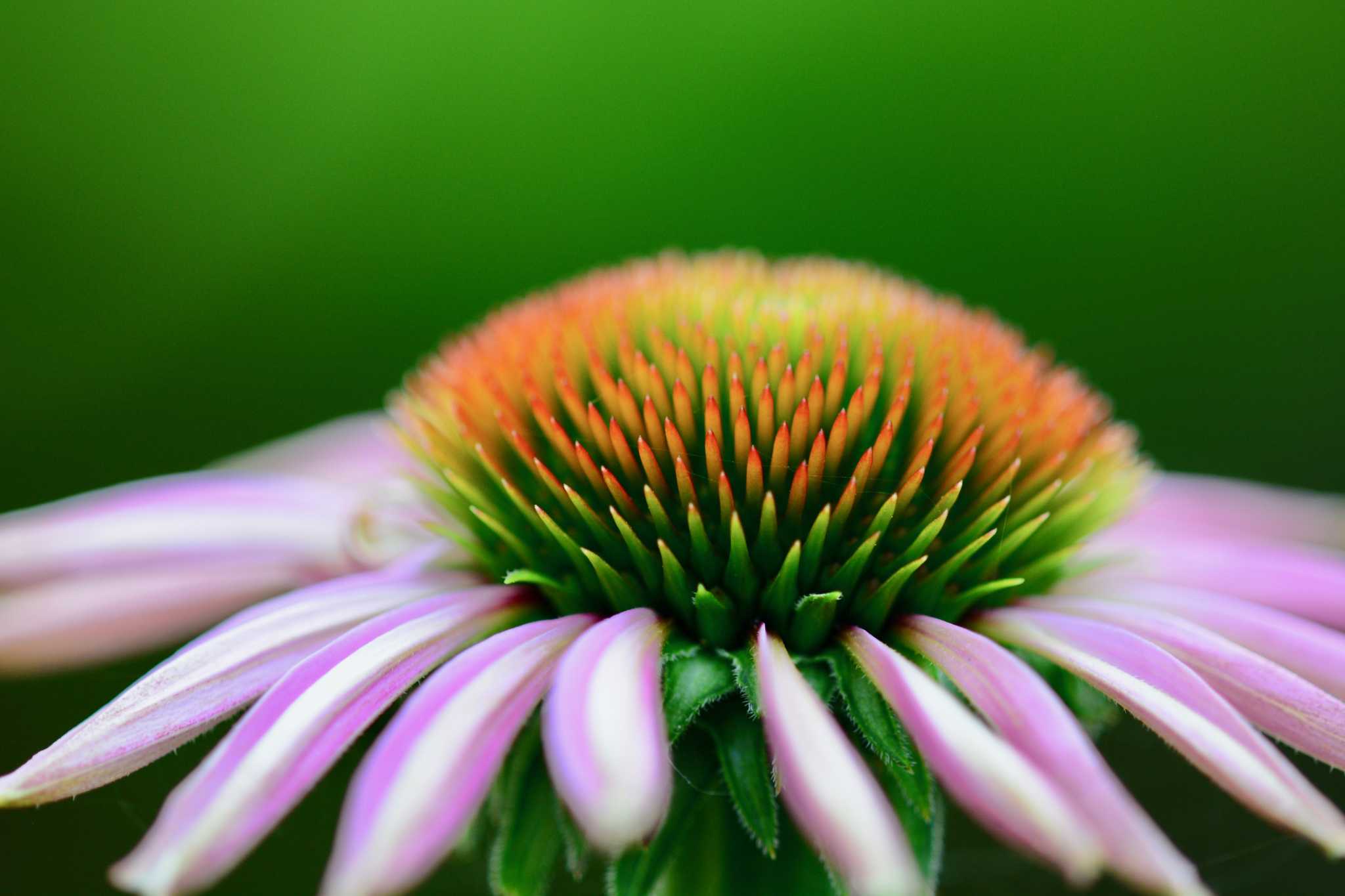How to Harvest Echinacea for Tea