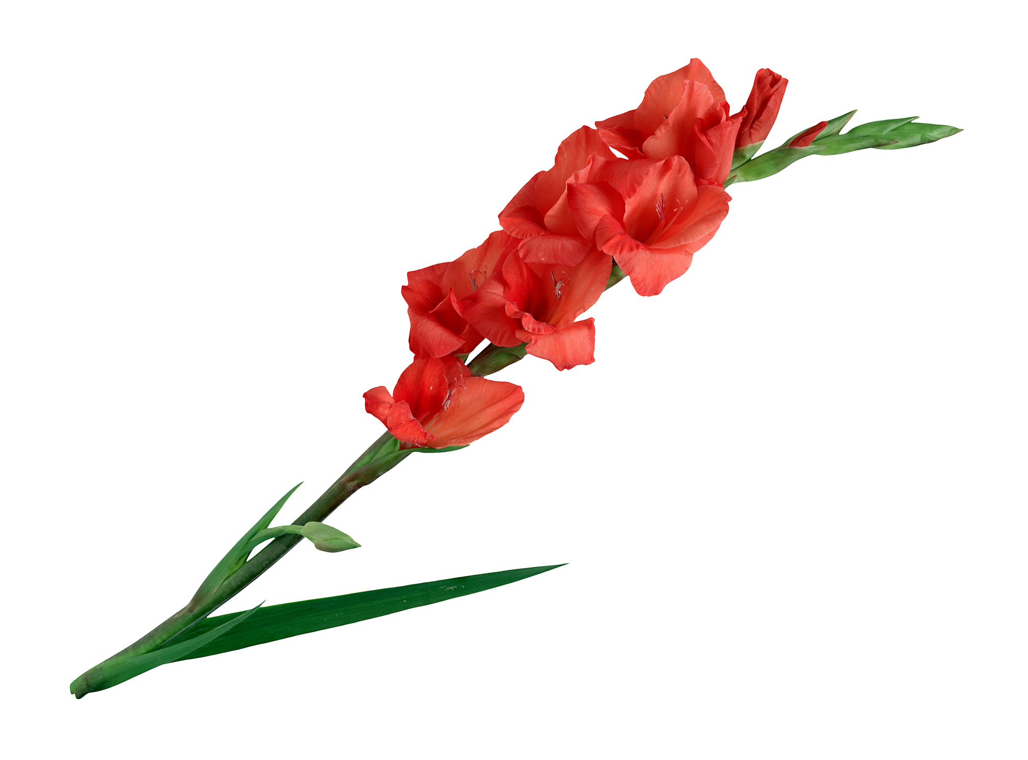 How to Harvest Gladiolus