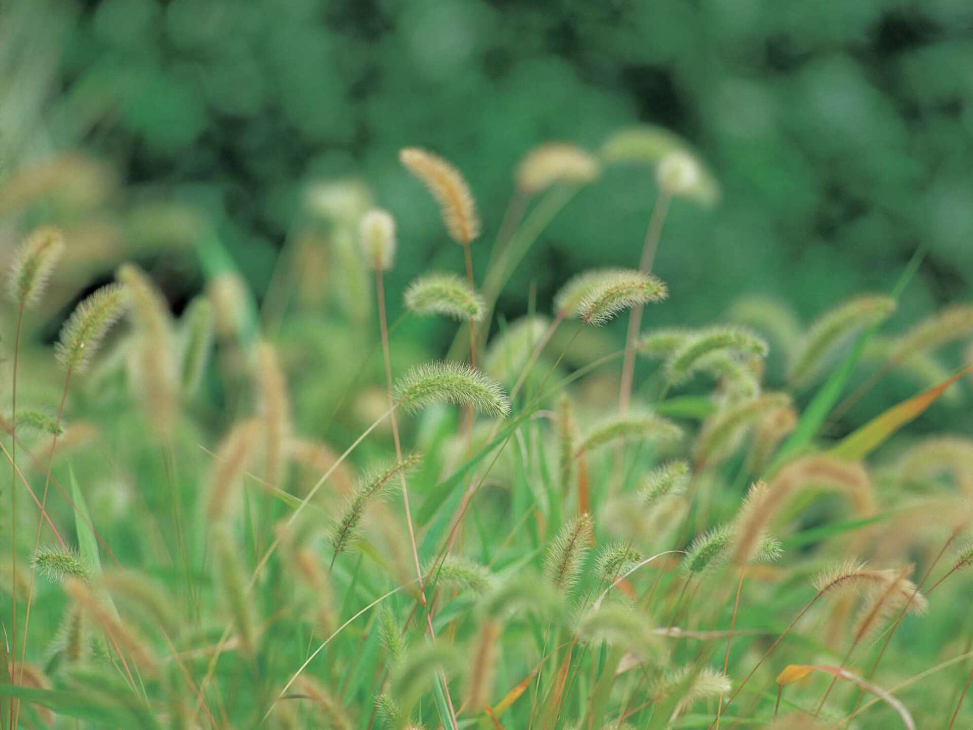How to Harvest Your Own Grass Seed: Easy Steps for a Thriving Lawn