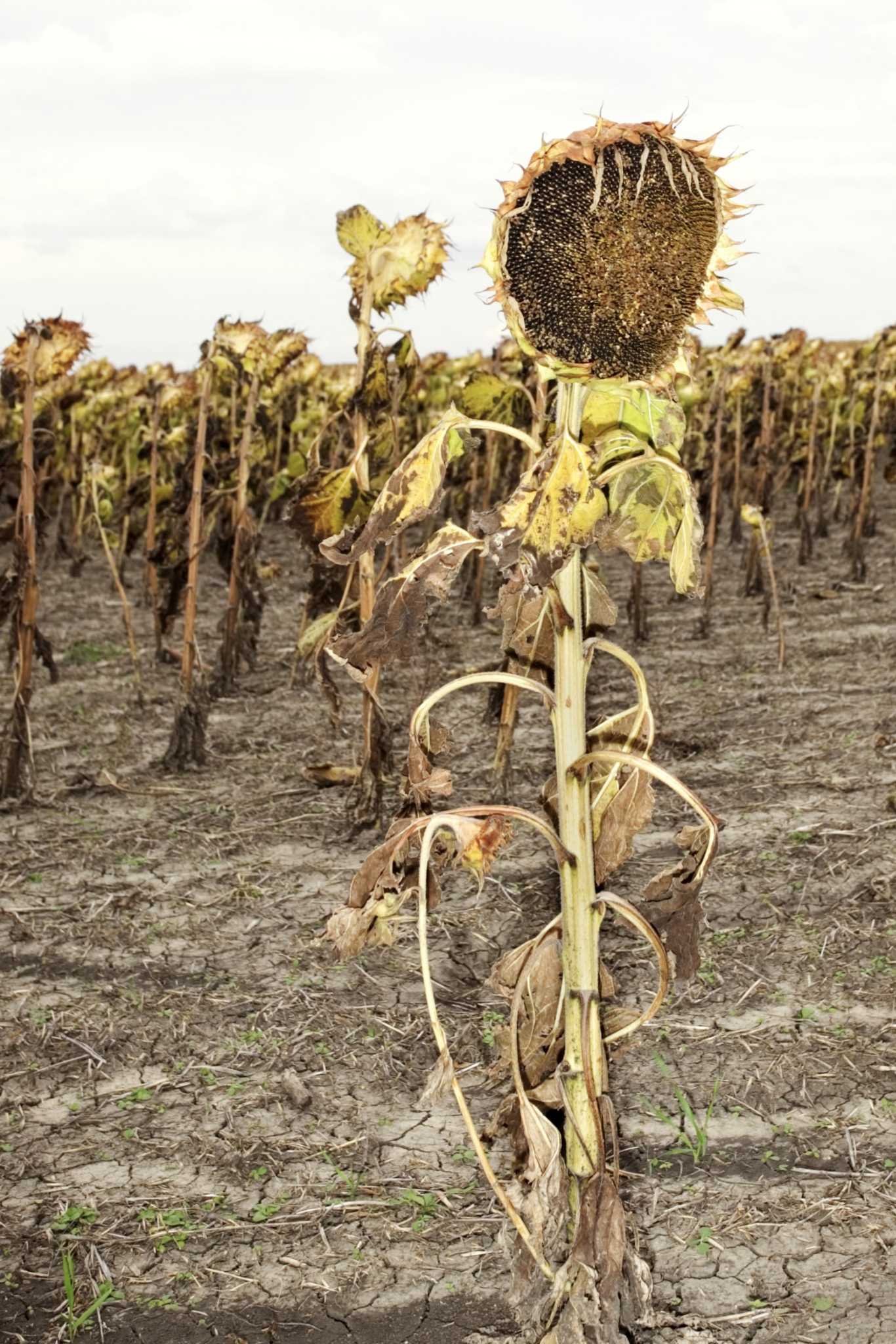 How to Harvest Ripening Sunflowers