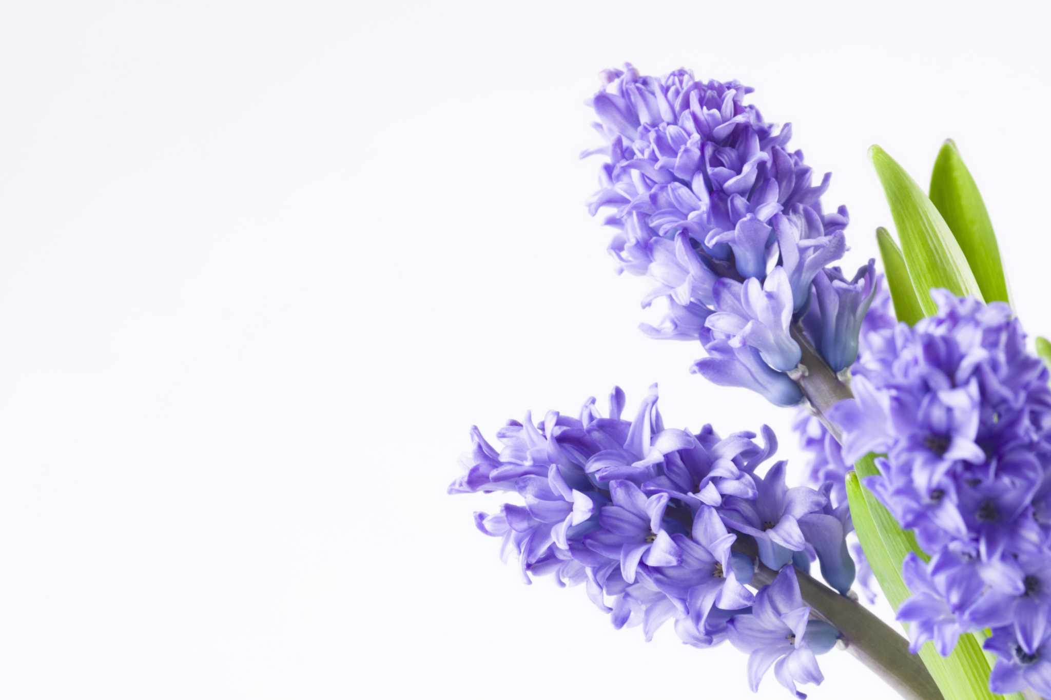 How to Harvest Seeds From Grape Hyacinths