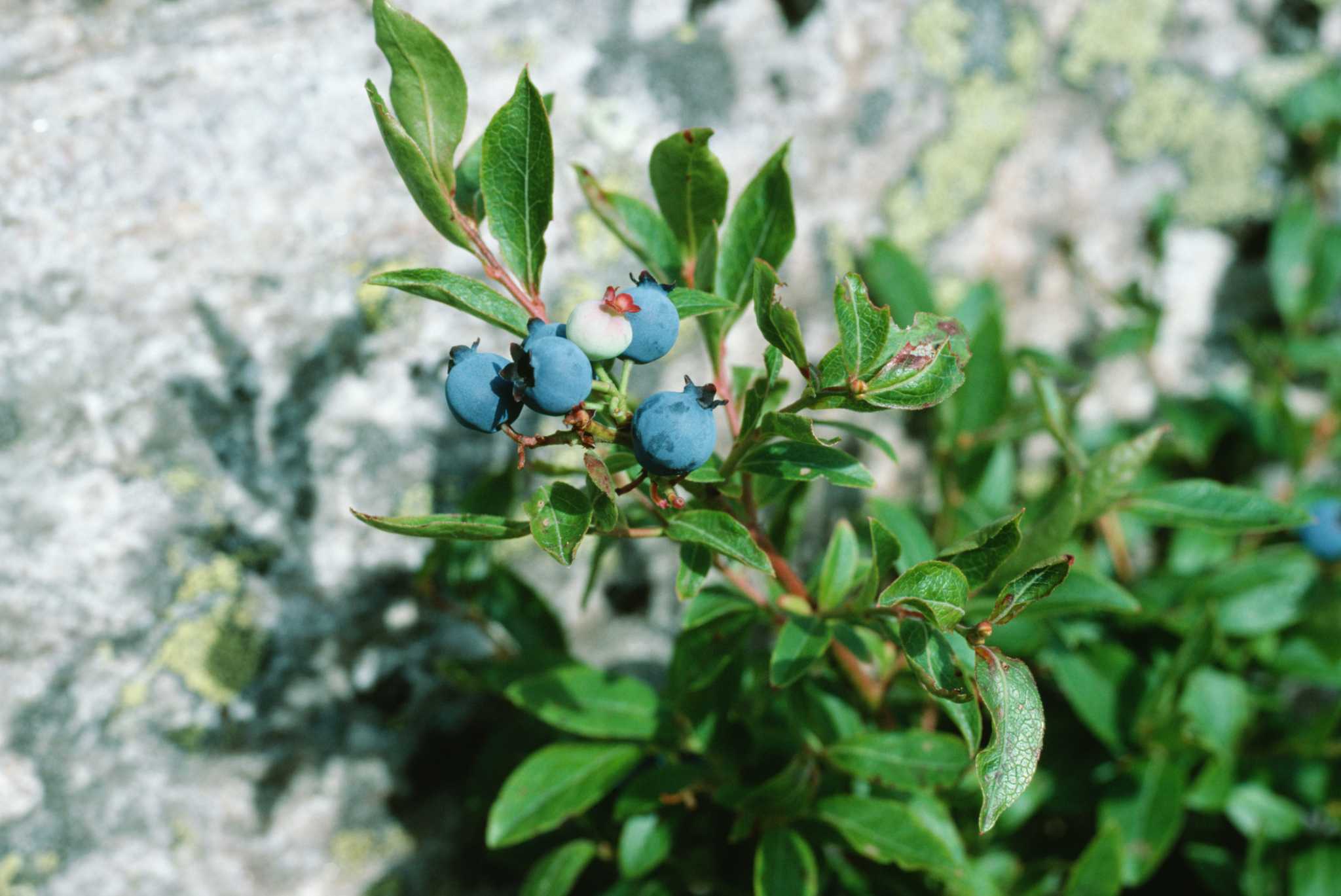 Serviceberry Plant Ripe How to Harvest Serviceberries