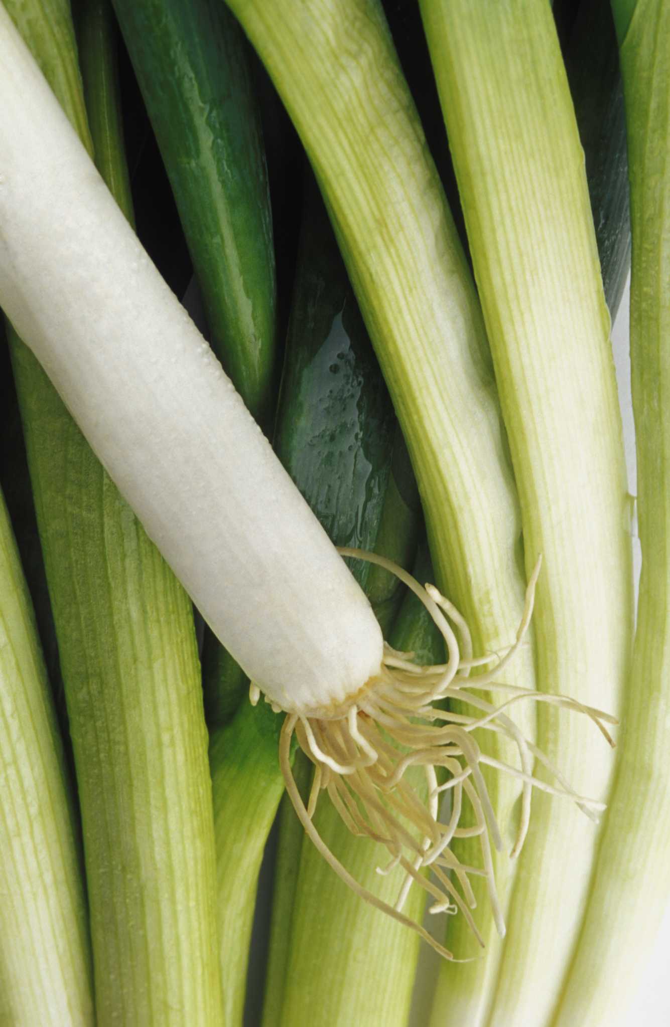 Why Are the Heads of My Harvested Green Onions Mushy?