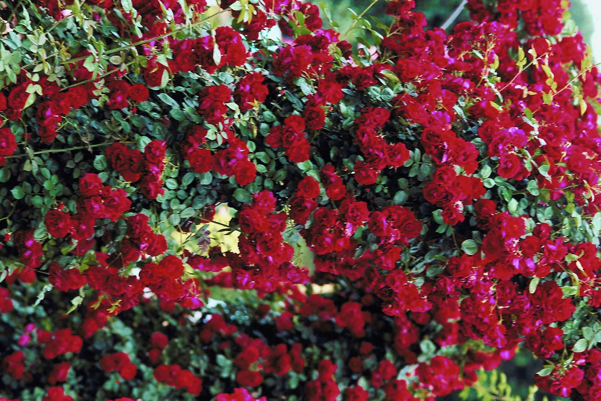 Split Rose How to Divide Rose Bushes