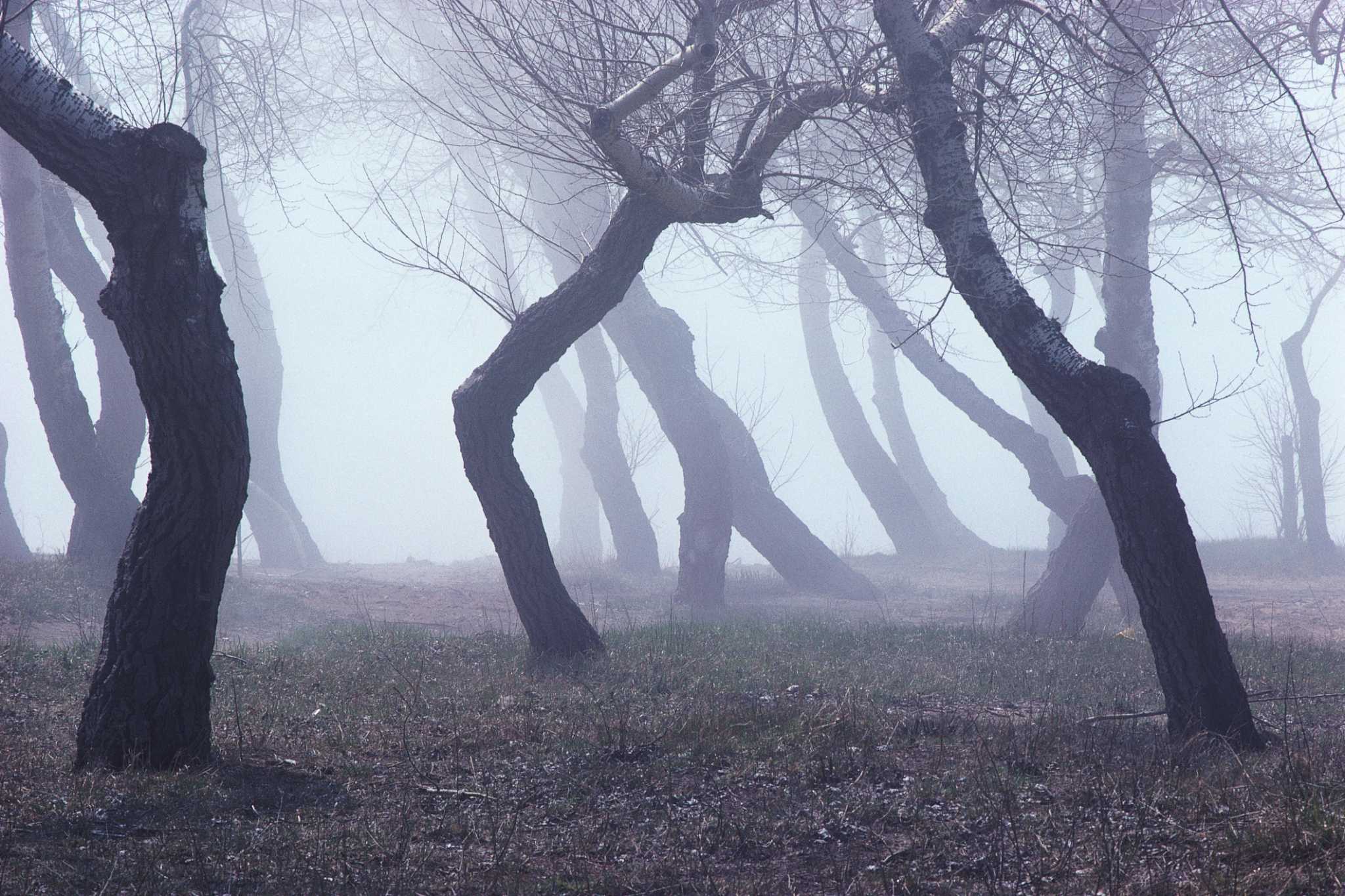 Heeling in Bare-Root Trees Over Winter