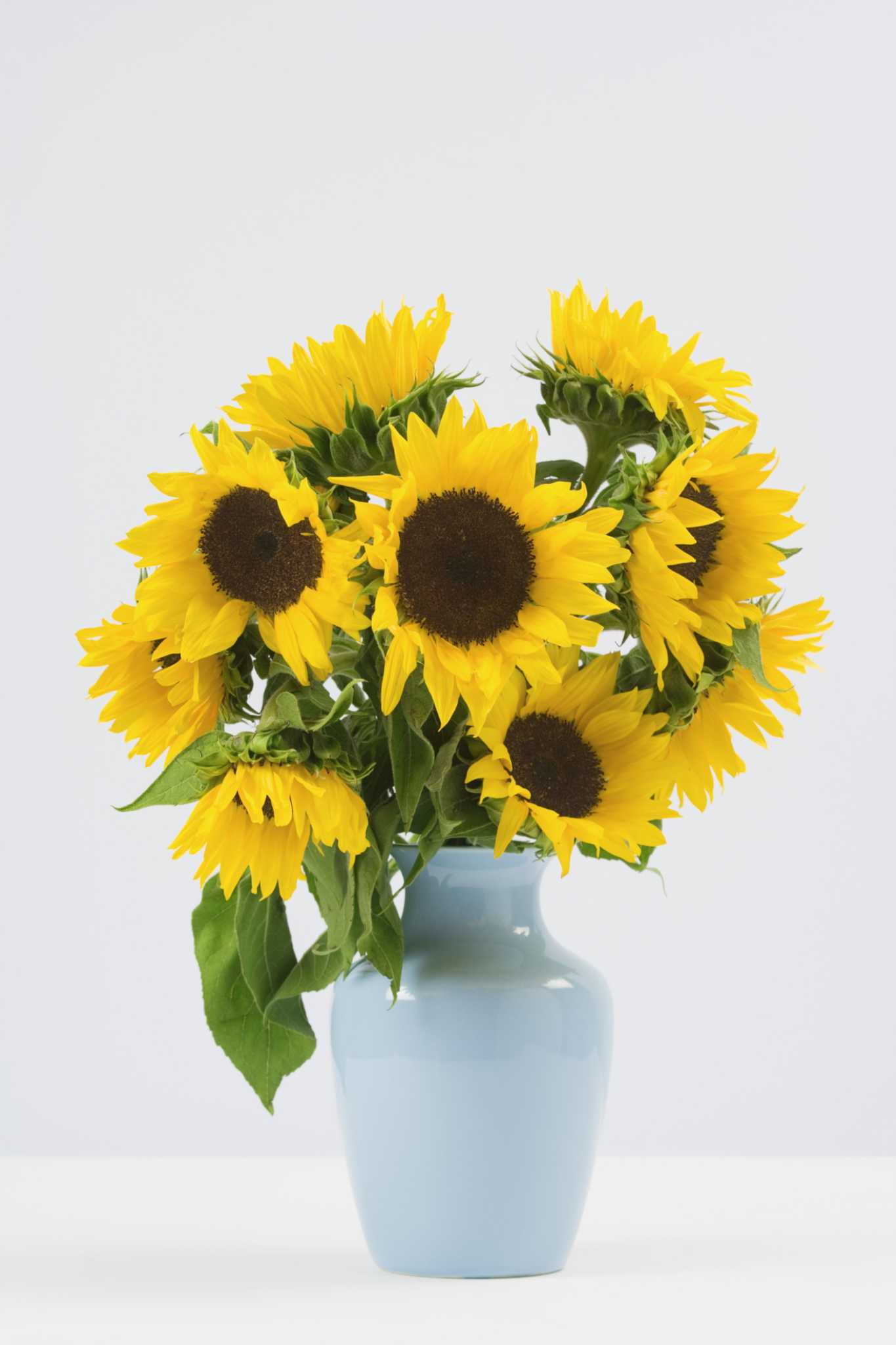 The Height of Sunflowers