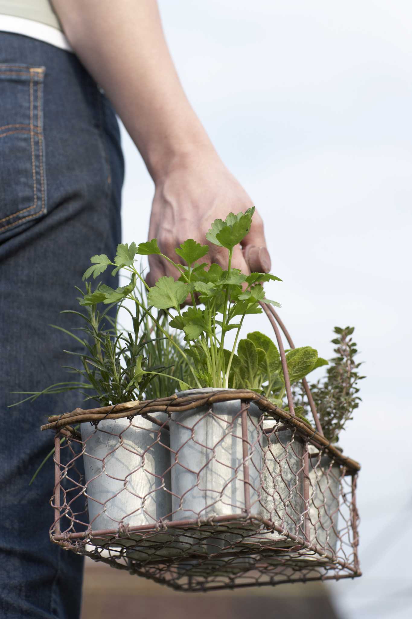How to Identify Herbs by Their Leaves