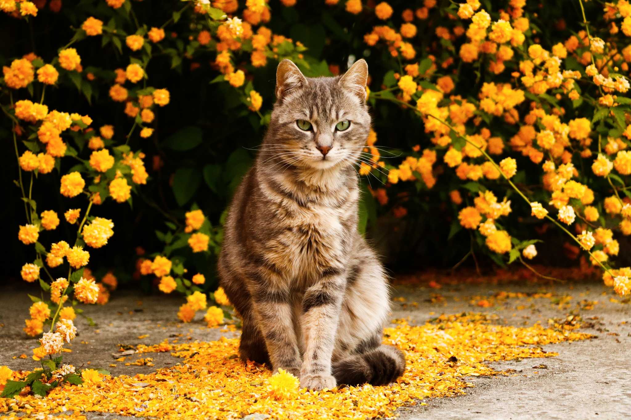 Herbs & Plants That Are Poisonous to Cats