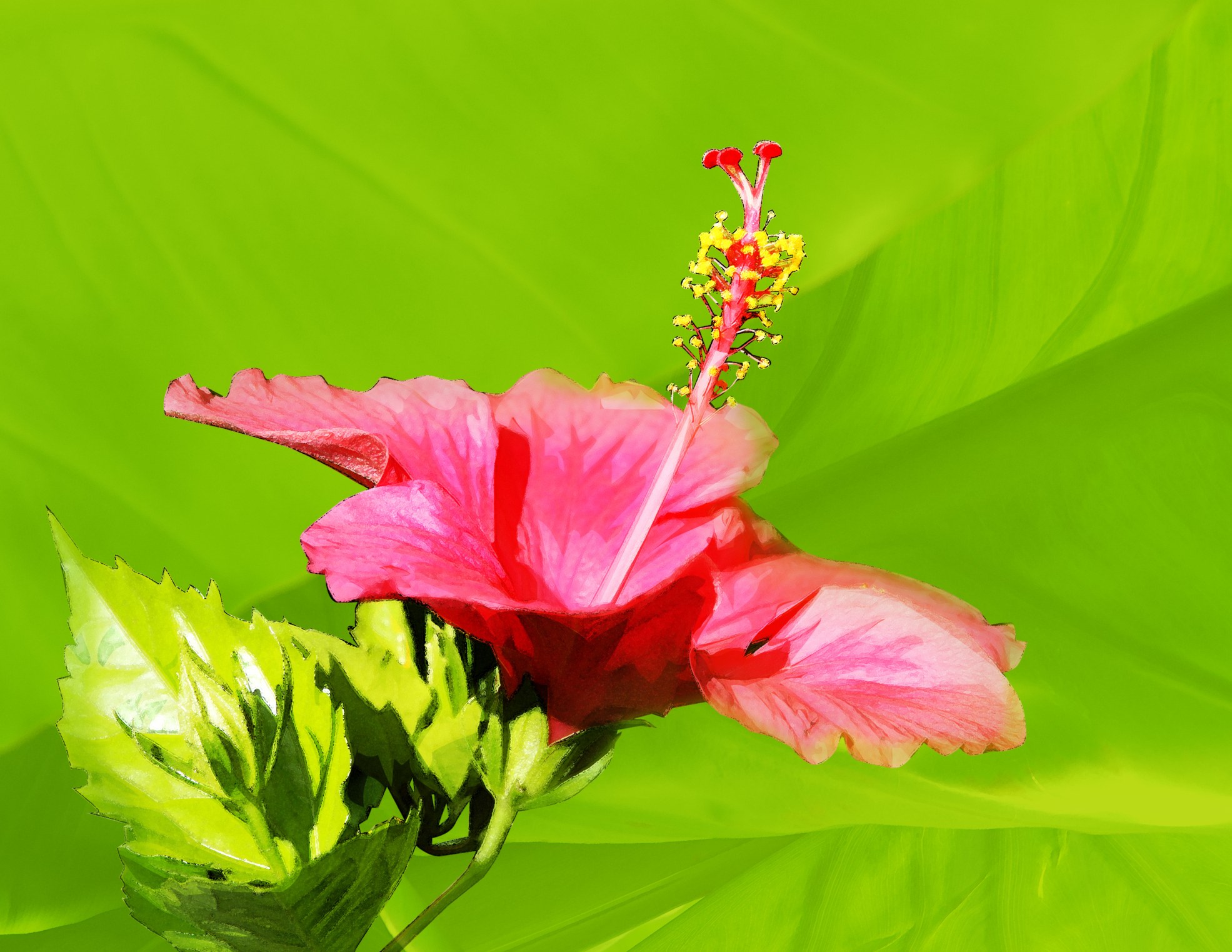 Is hibiscus poisonous to cats sales and dogs