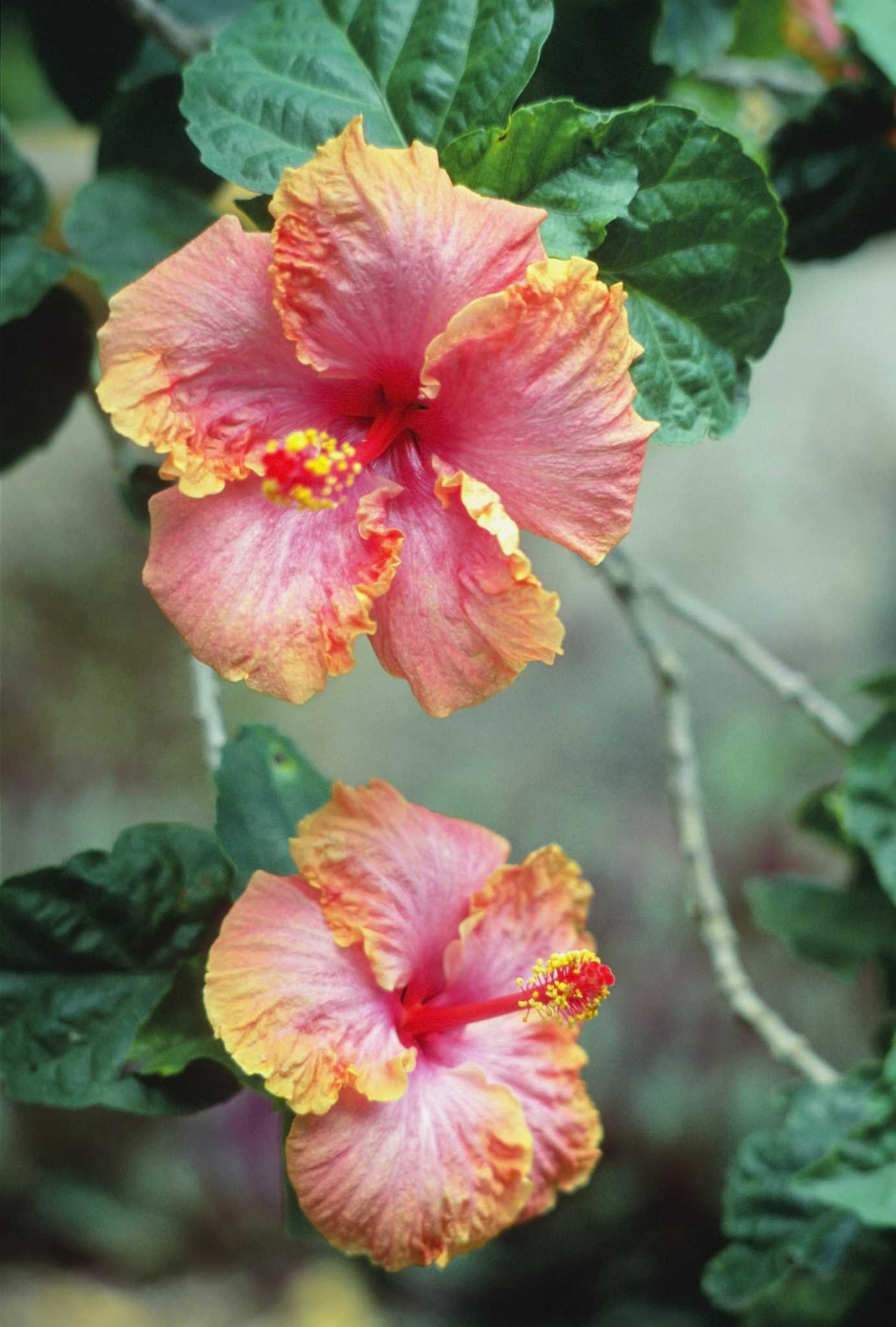 how-to-remove-dead-leaves-to-prune-a-hard-frozen-hibiscus