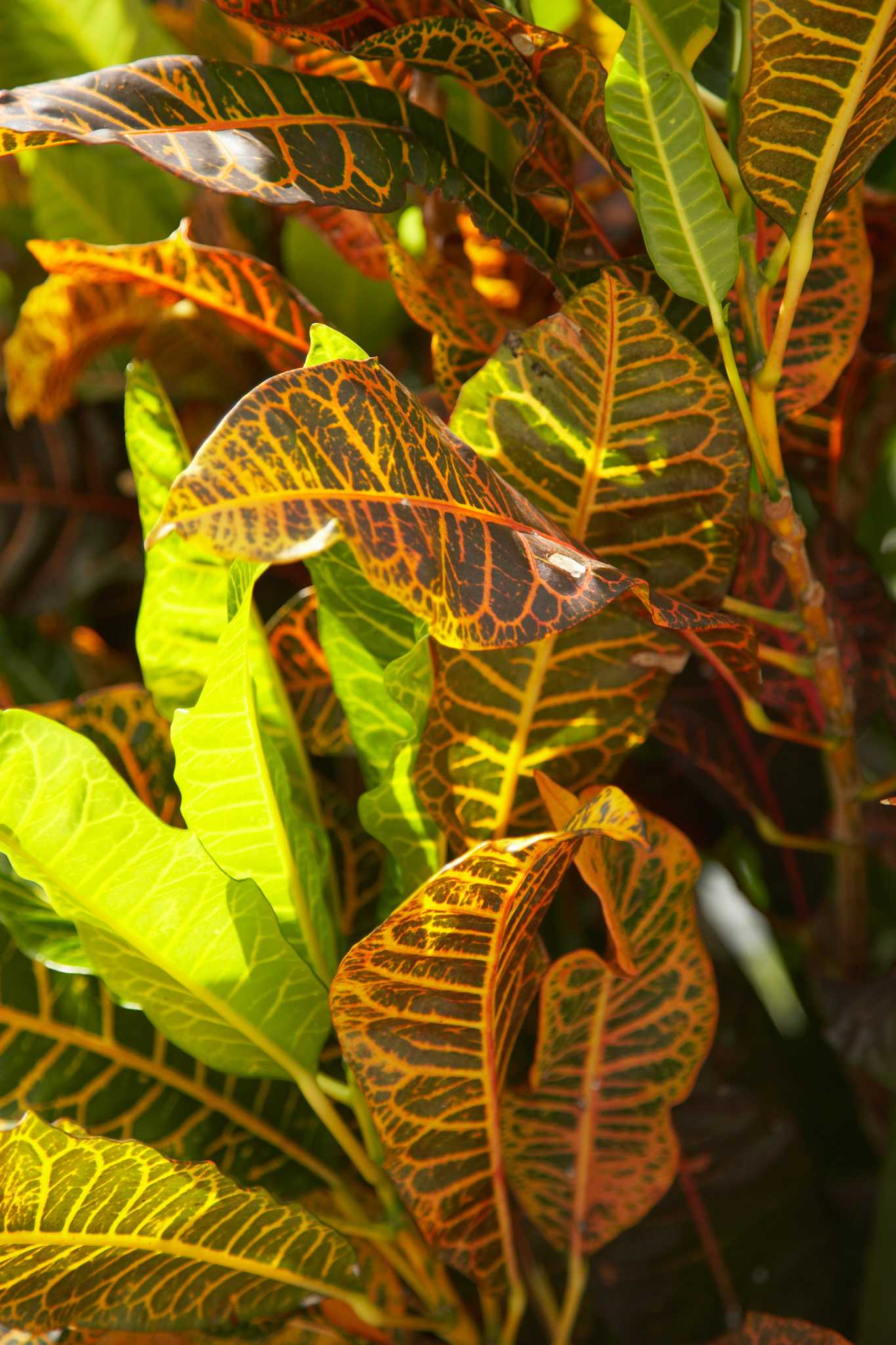 How to Prune Variegated Shrubs