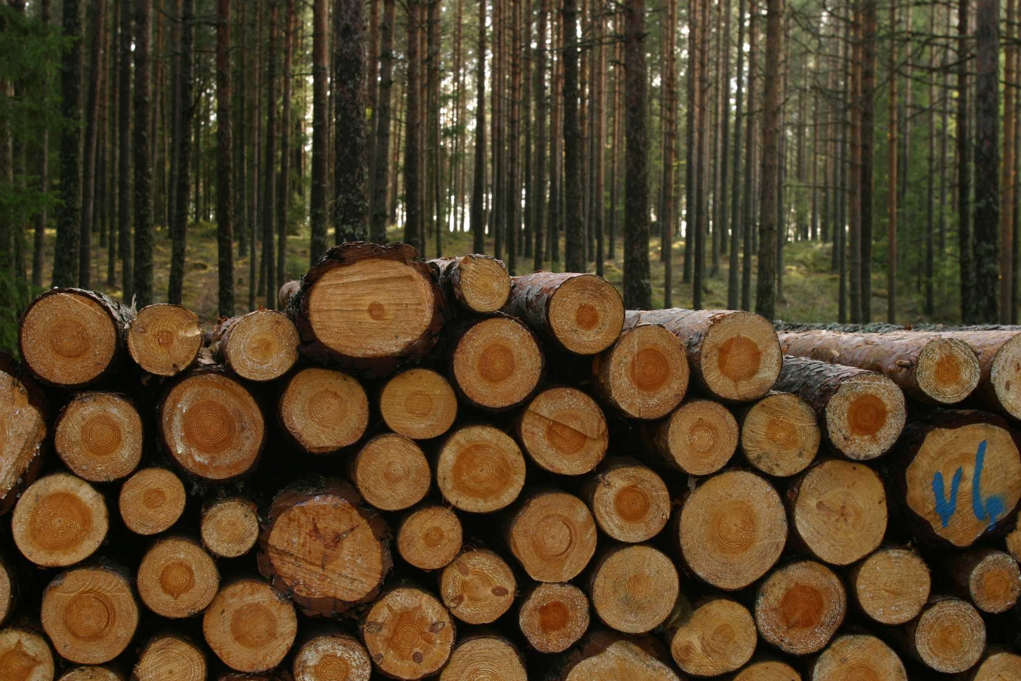 Homelite Chain Saw Clutch Won't Spin