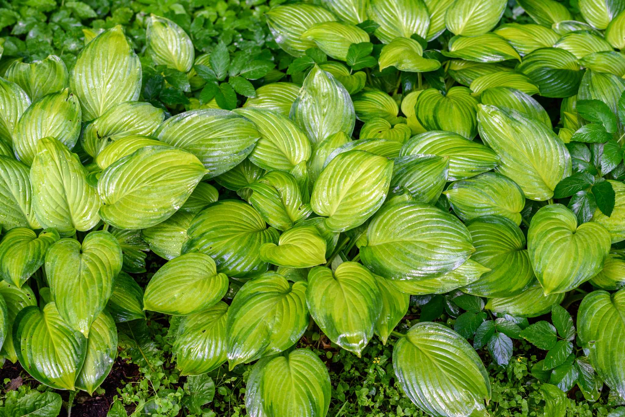 Homemade Bug Killer for Hostas