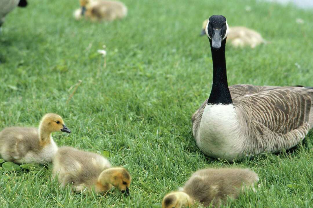 Homemade Goose Repellent Decoys
