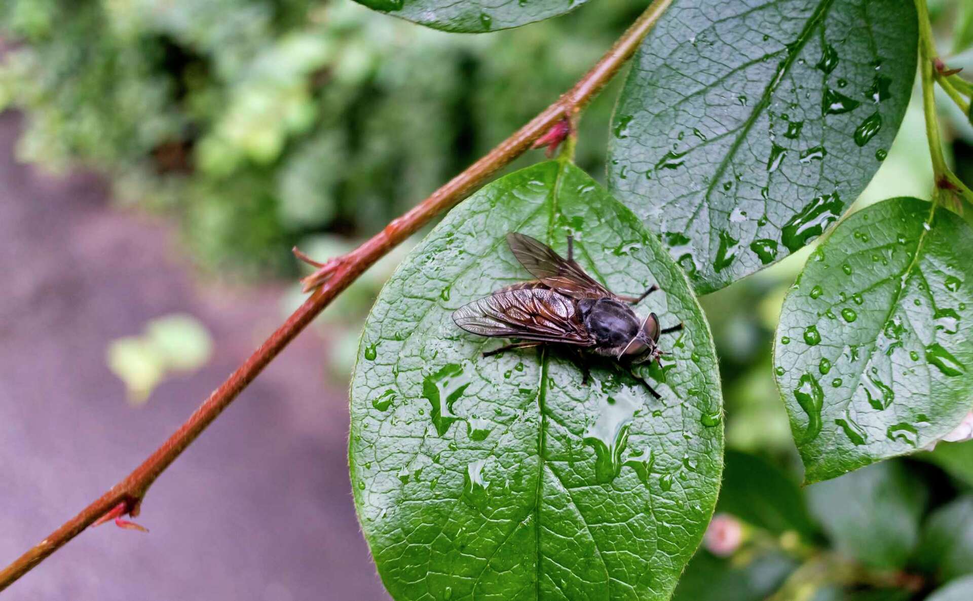 Homemade Horsefly Repellent