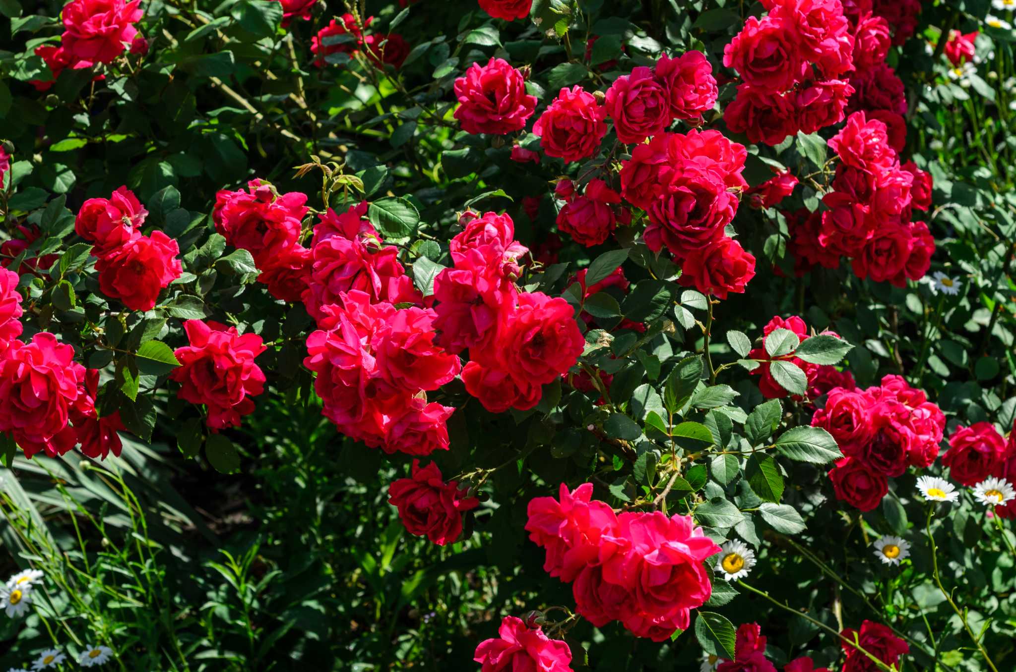 Homemade Remedies to Kill Rose Bush Diseases & Insects