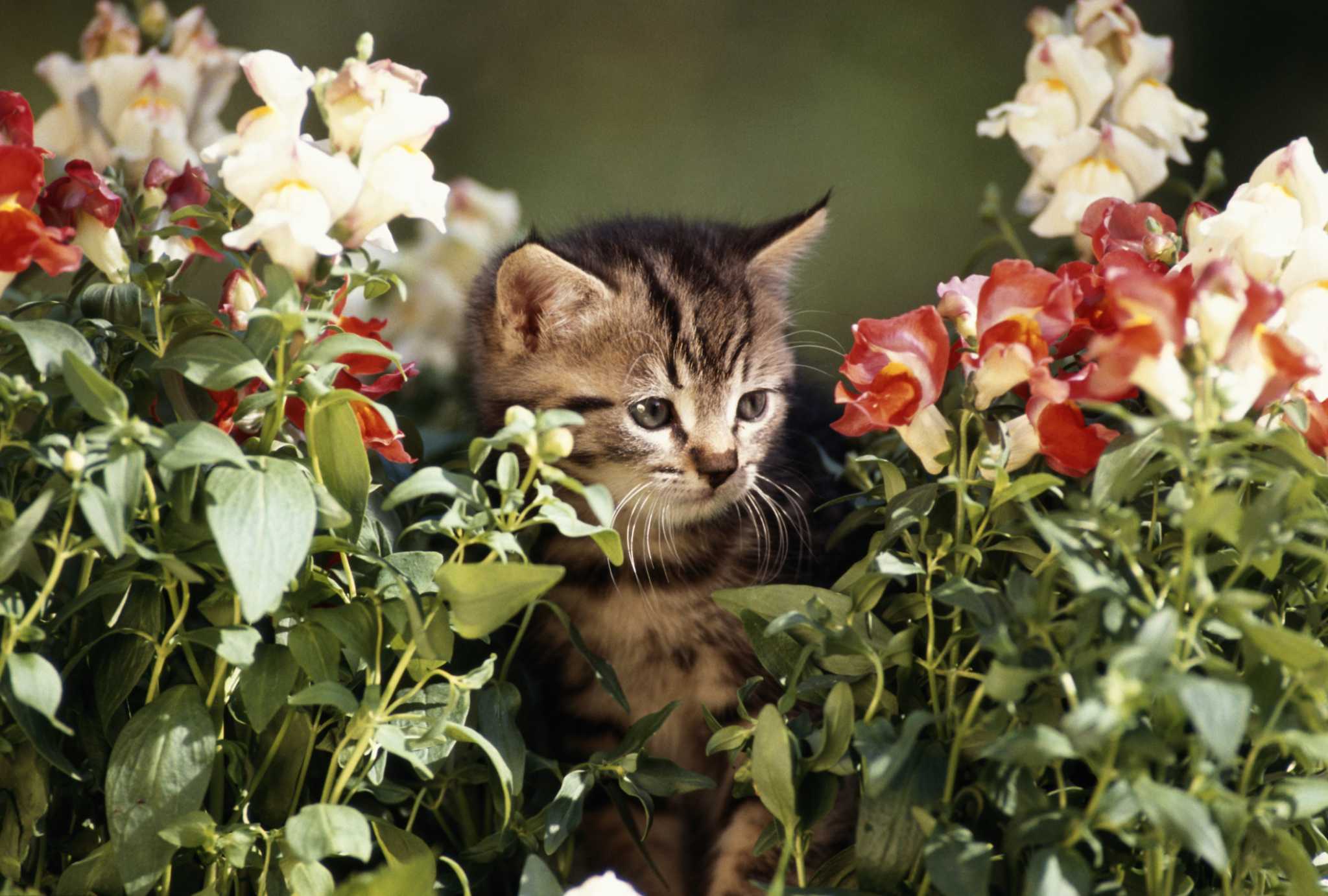 How to Keep Cats From Urinating in Planter Boxes