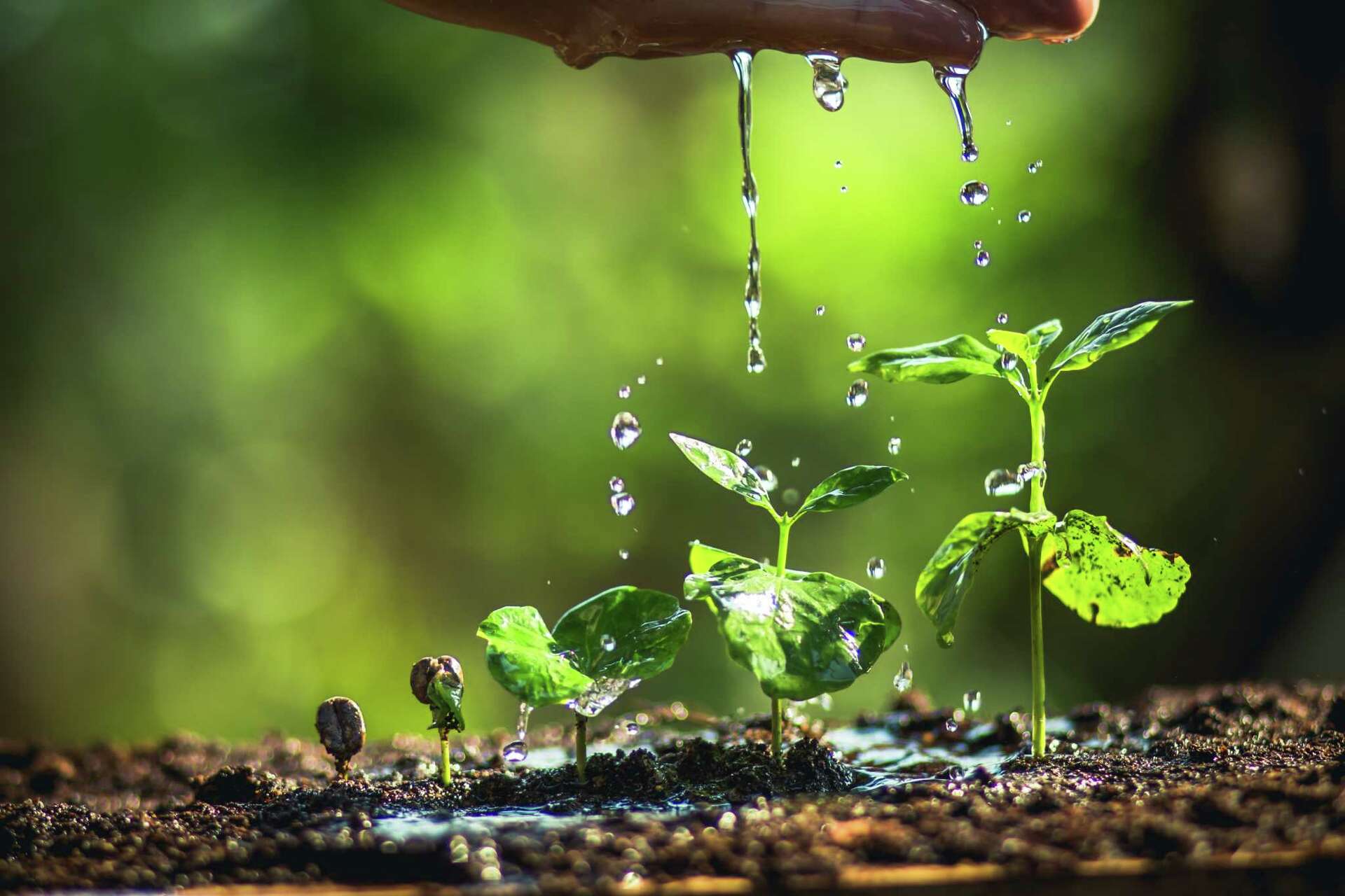 Should You Water Plants in the Evening?