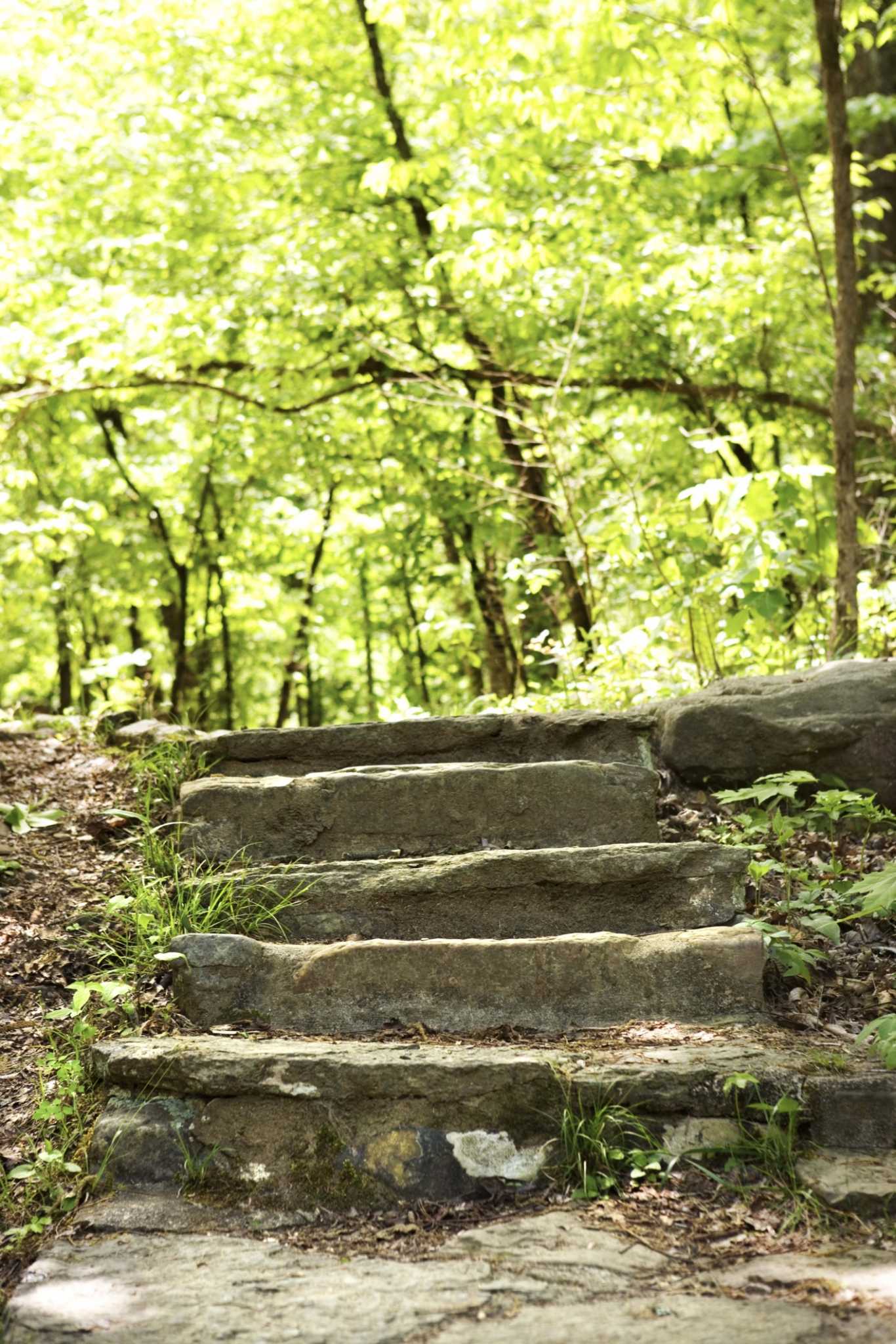 Home Remedy to Kill Moss on Pavement Quickly