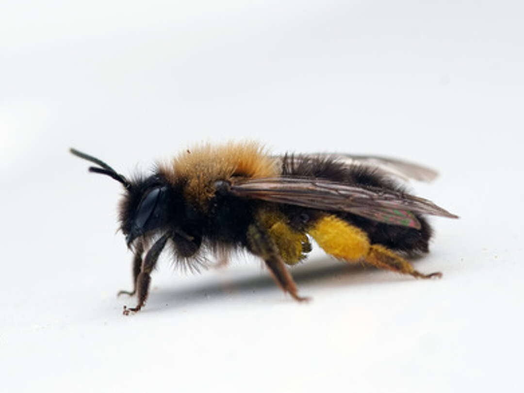 How Do Bees Store Pollen?