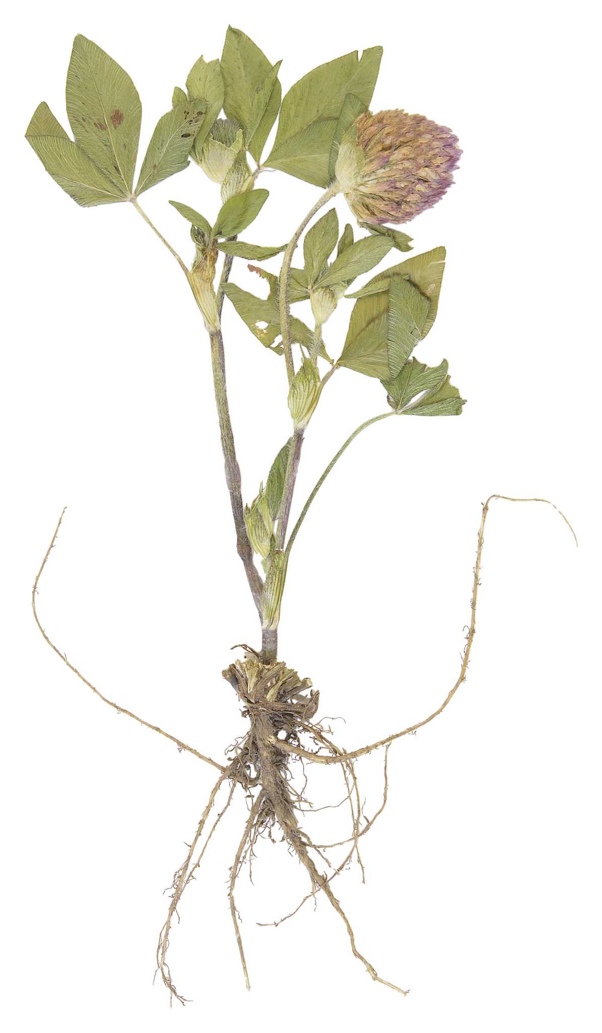 How to Kill Plant Roots at Ground Level