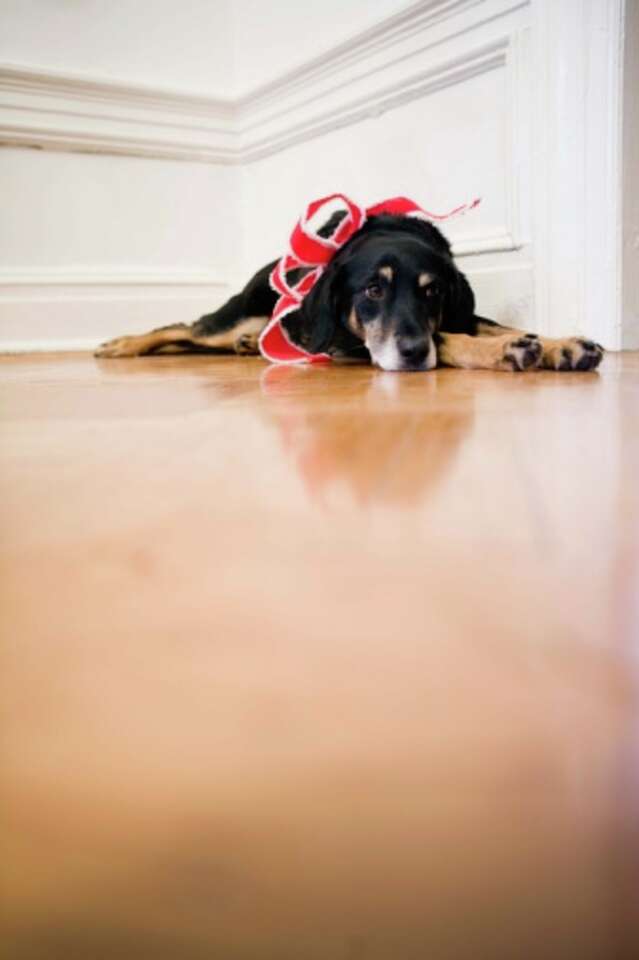 How to Disinfect Ringworm From Wood Floors