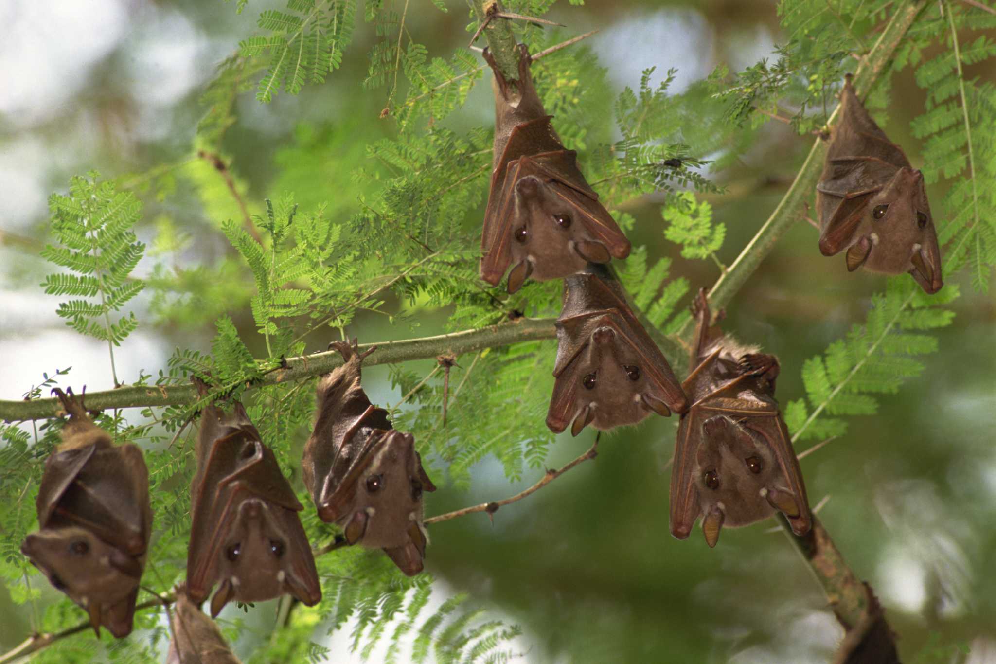 How To Get Rid Of Bats In Your Attic   RawImage 