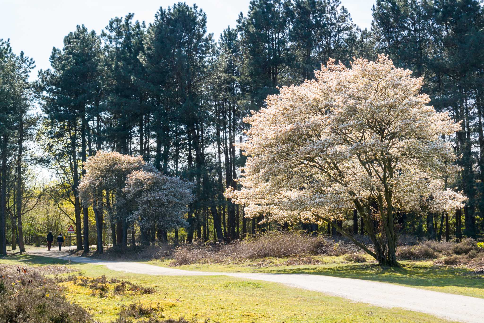 How To Grow And Care For A Serviceberry Tree