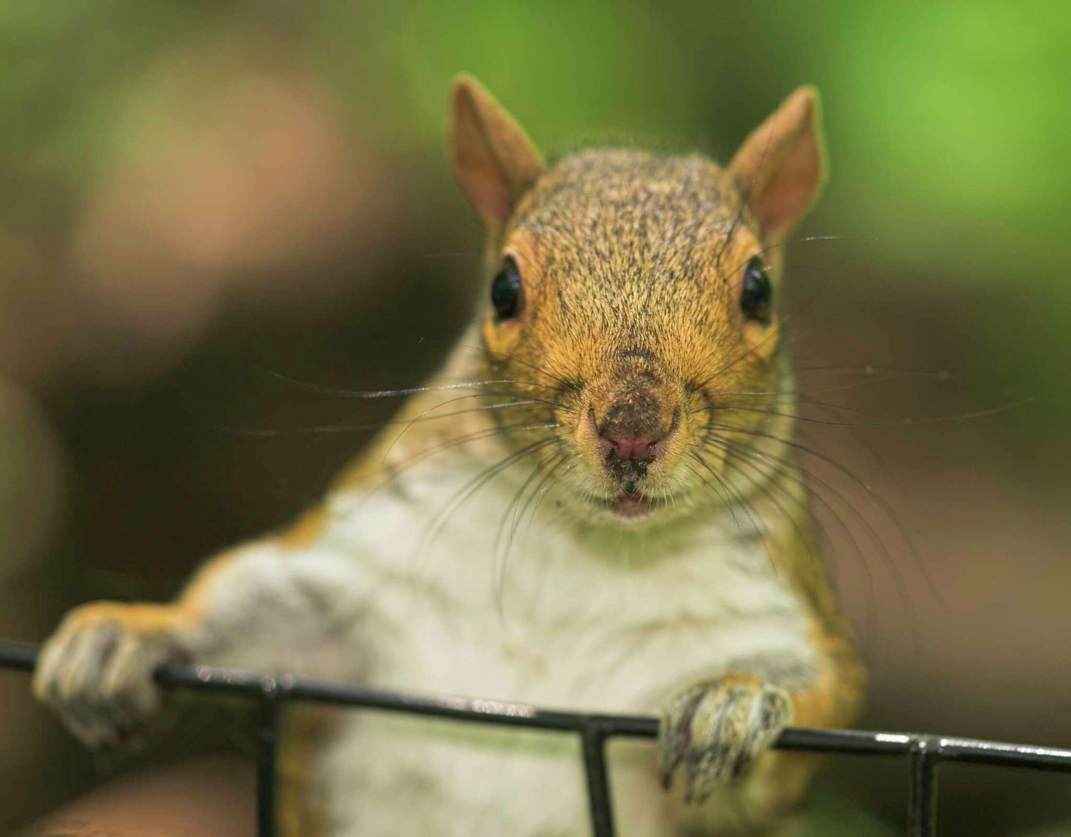 How to Keep Squirrels From Eating Hostas