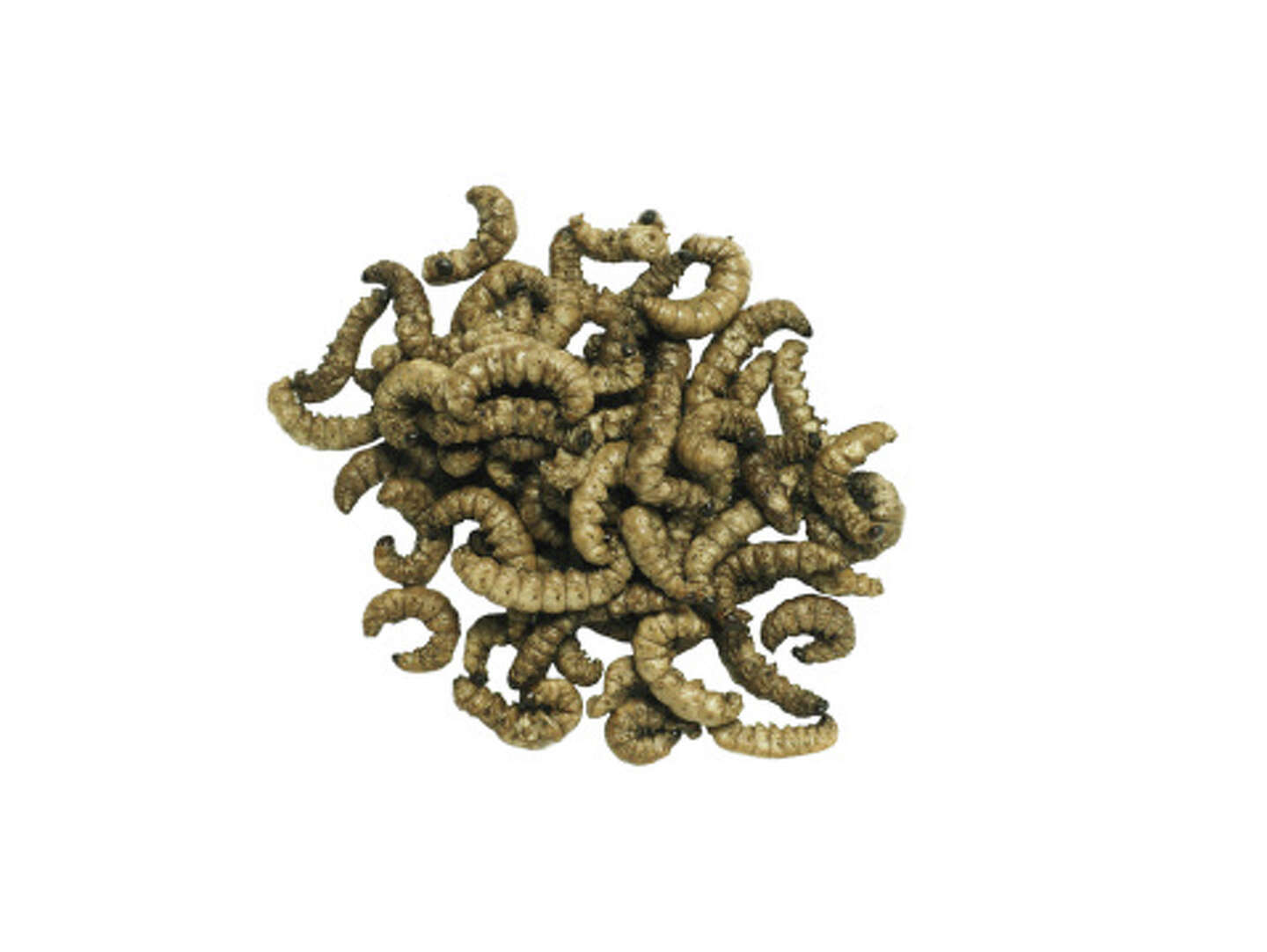 How to Kill Mealworms