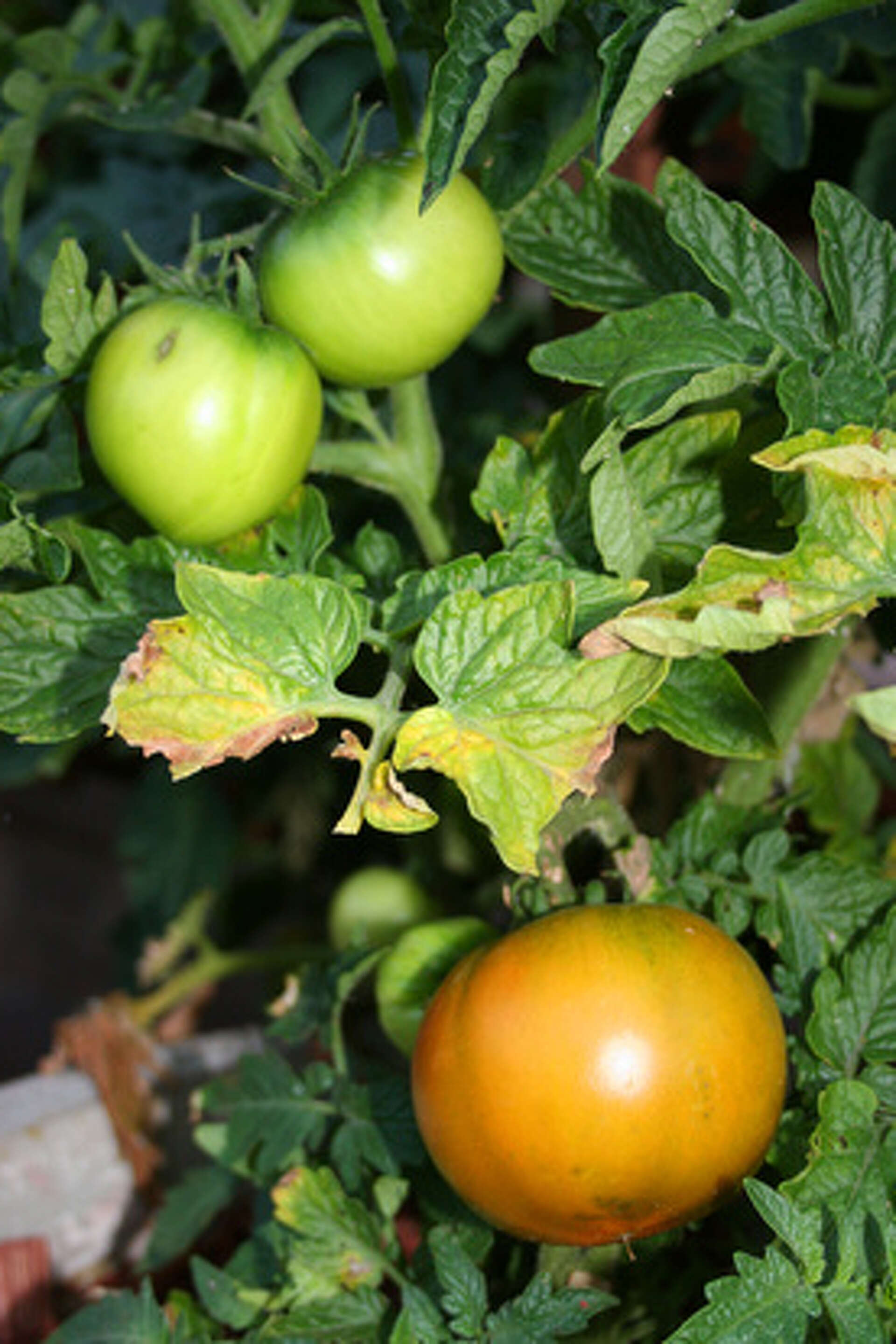 How to Make a Normal Tomato Seed into a Bonsai Plant