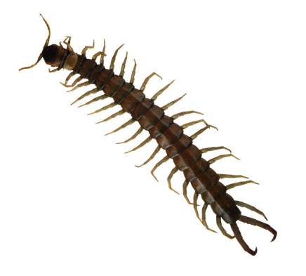 How to Naturally Get Rid of Centipedes