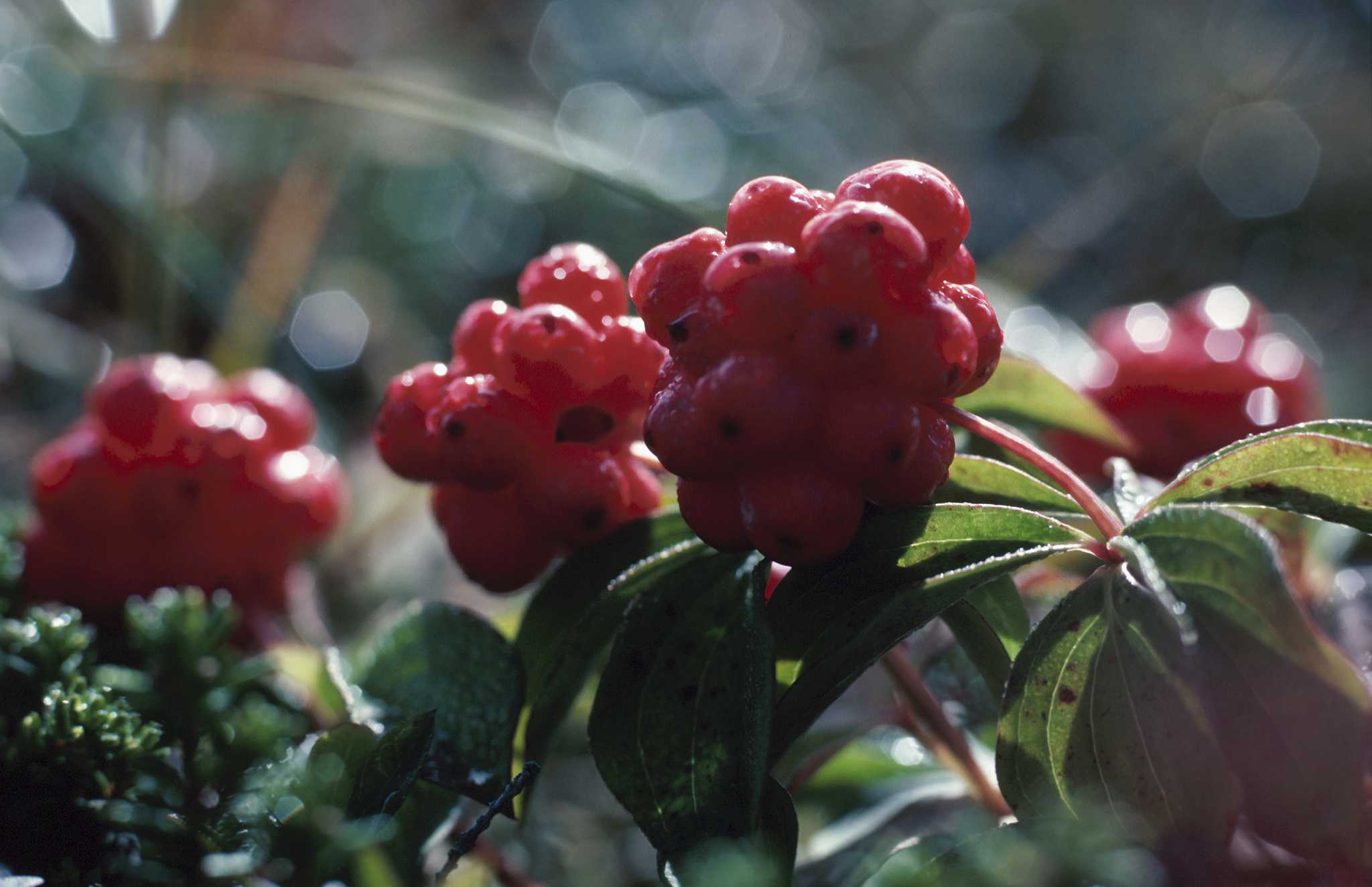 Negative Effects of Elderberry