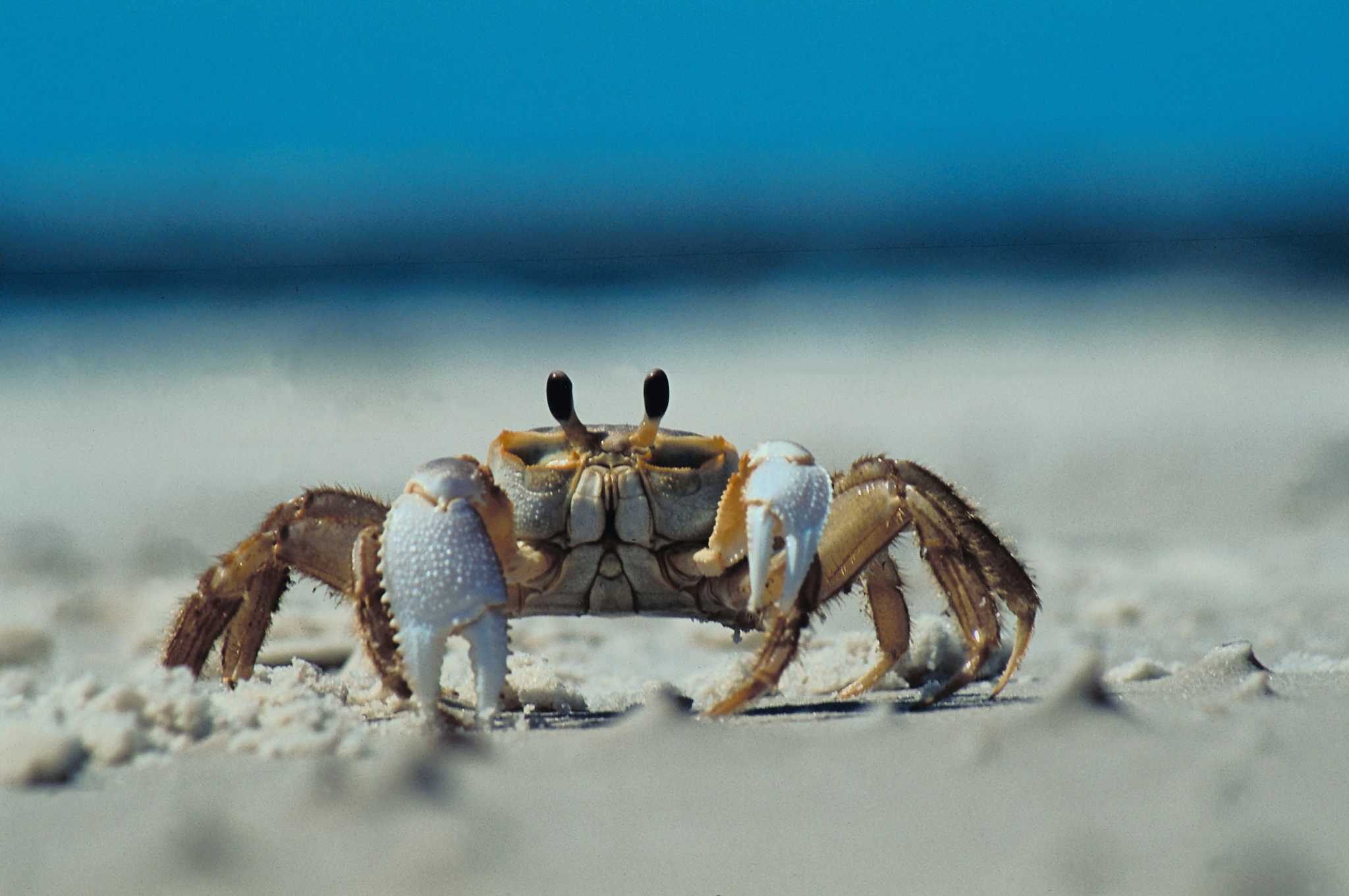 What Part of the Body Do Crab Walks Strengthen?