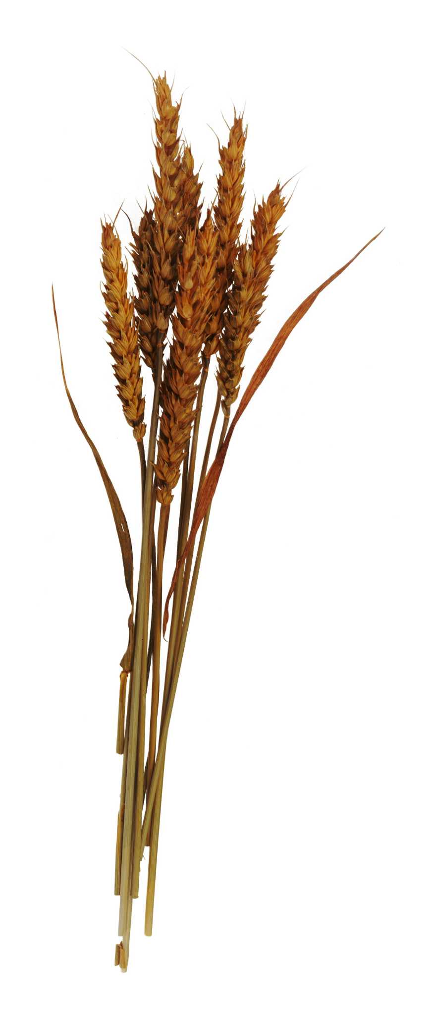 Are Rye Wafers Good for You?