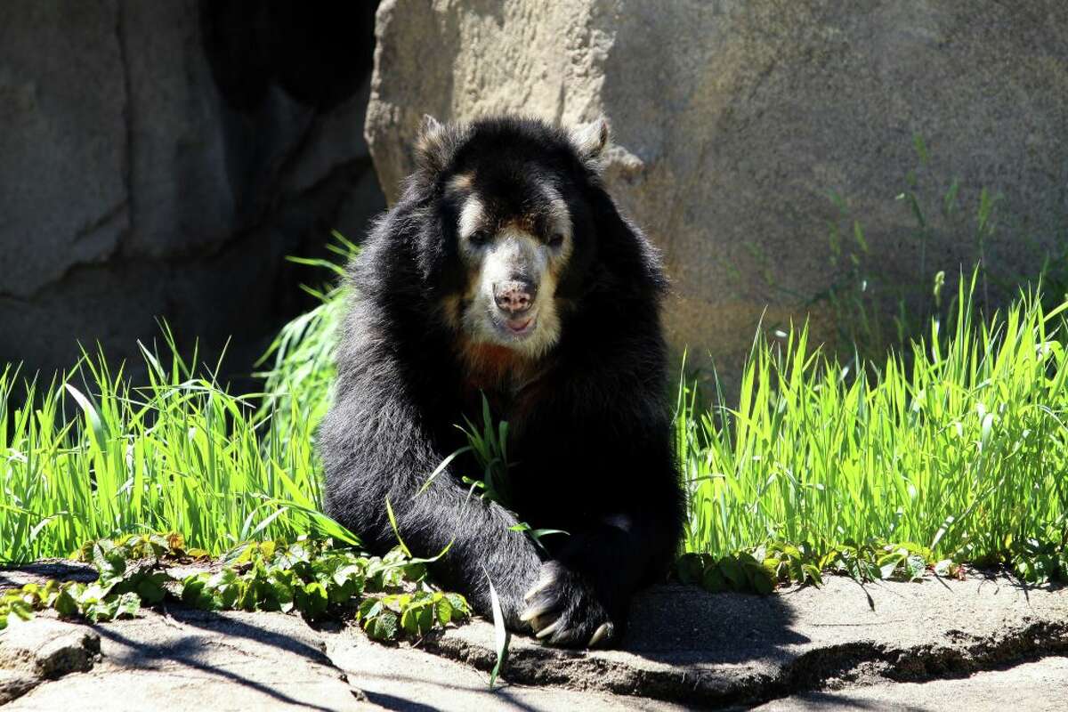 Andean bear  Smithsonian's National Zoo