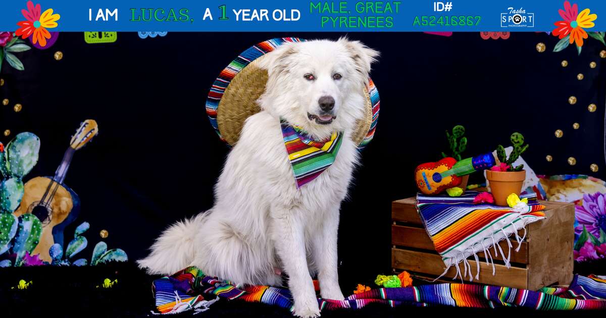 "Lucas" 1-year-old male Great Pyrenees 