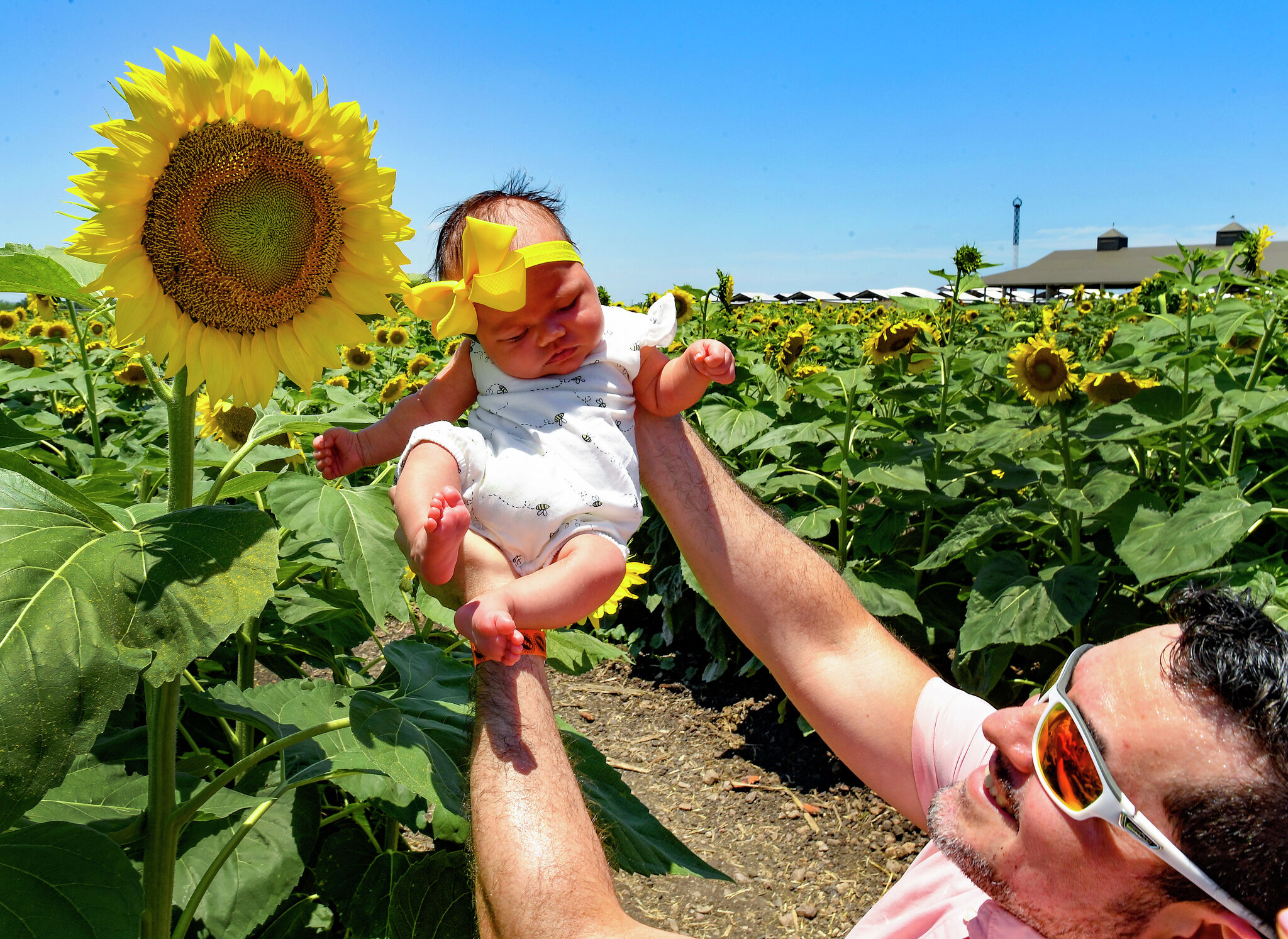 Traders Village Sunflower Field now open What to know before you go