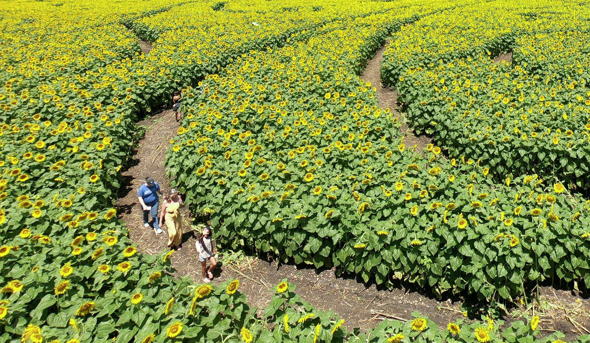Traders Village Sunflower Field now open What to know before you go