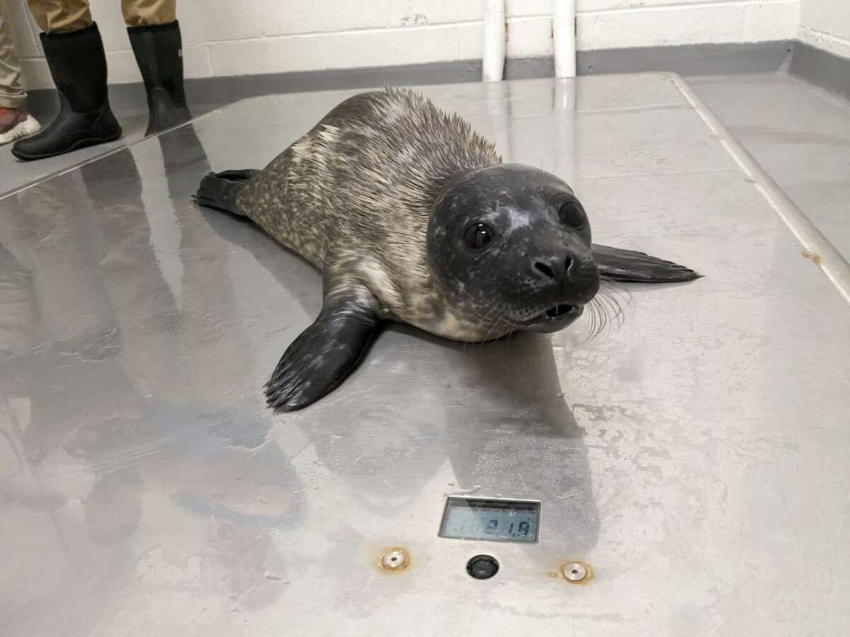 Norwalk's Maritime Aquarium 18pound baby seal