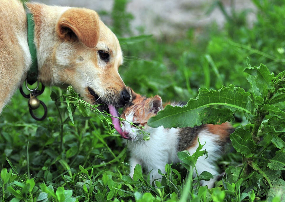 While a friendship between a dog and cat might appear strange to some, it is possible to facilitate a healthy relationship.