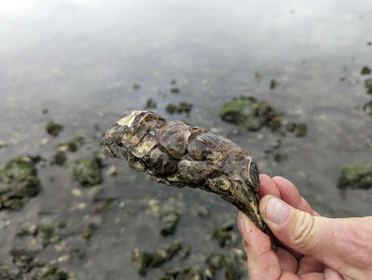 Why oyster shells from CT restaurants are being recycled