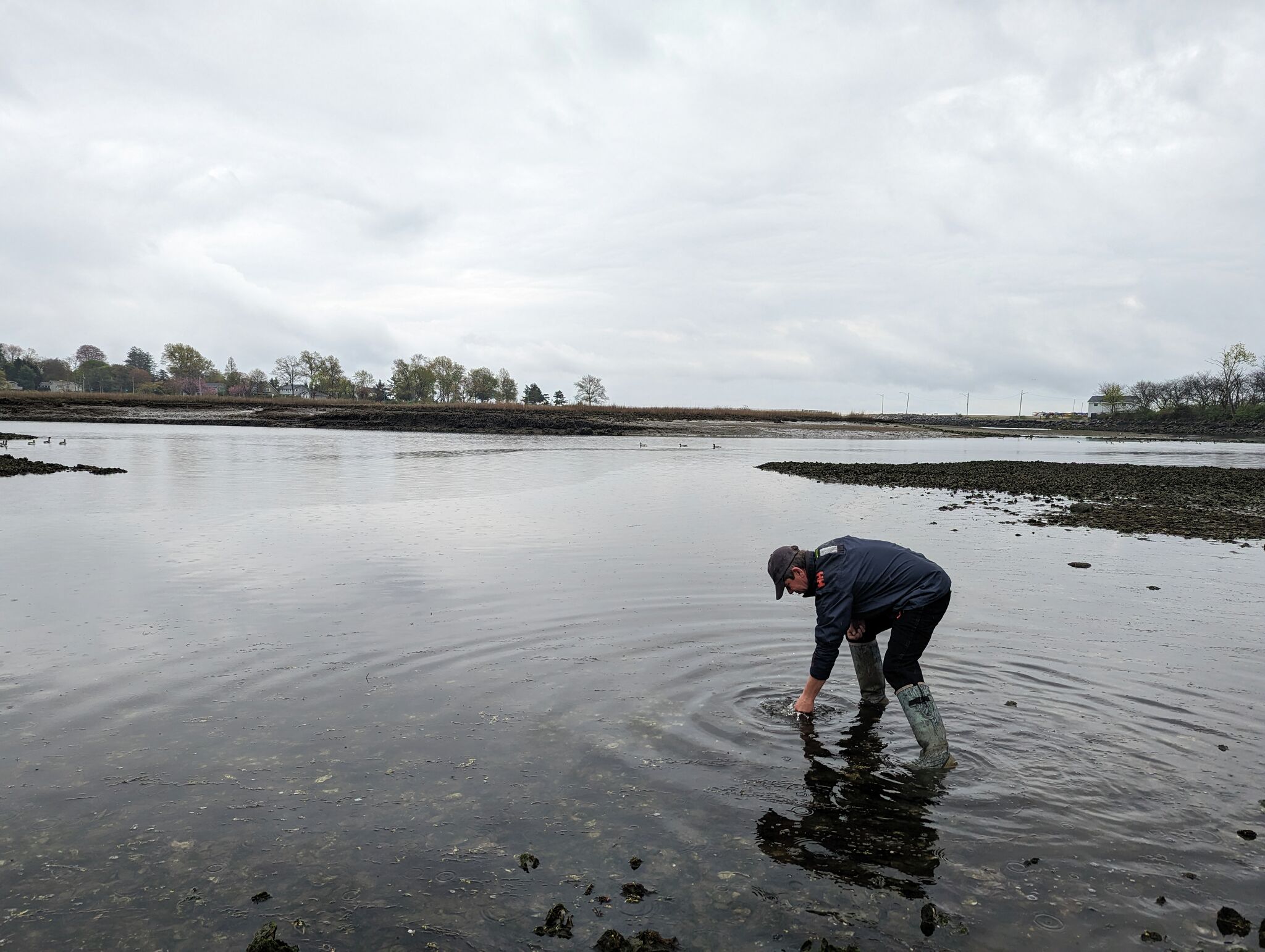 Why oyster shells from CT restaurants are being recycled - Vimarsana News
