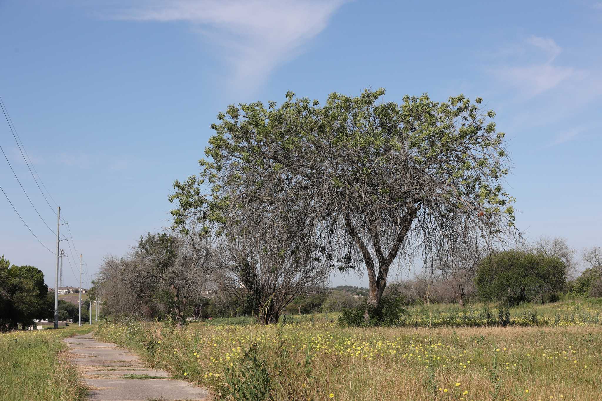 Rezoning request to allow housing at closed Schertz golf course fails - Vimarsana News